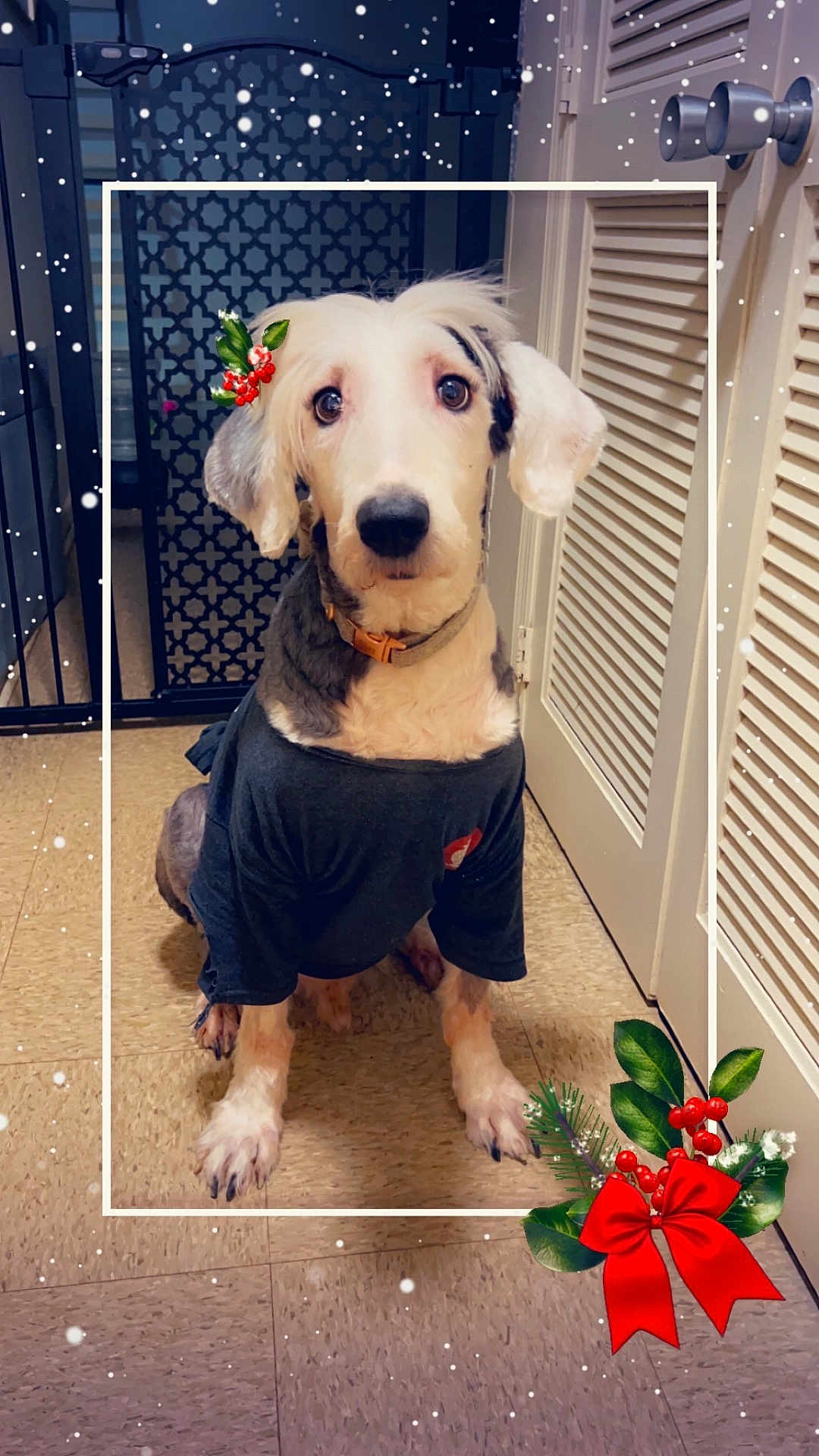 Savior is registered to the contest to win money with this photo: animal, brown_floor, collar, cute, decoration, dog, door, ears, expression, festive, floor, framed, holiday, holly, indoor, pet, red_bow, sitting, snowflakes, tshirt