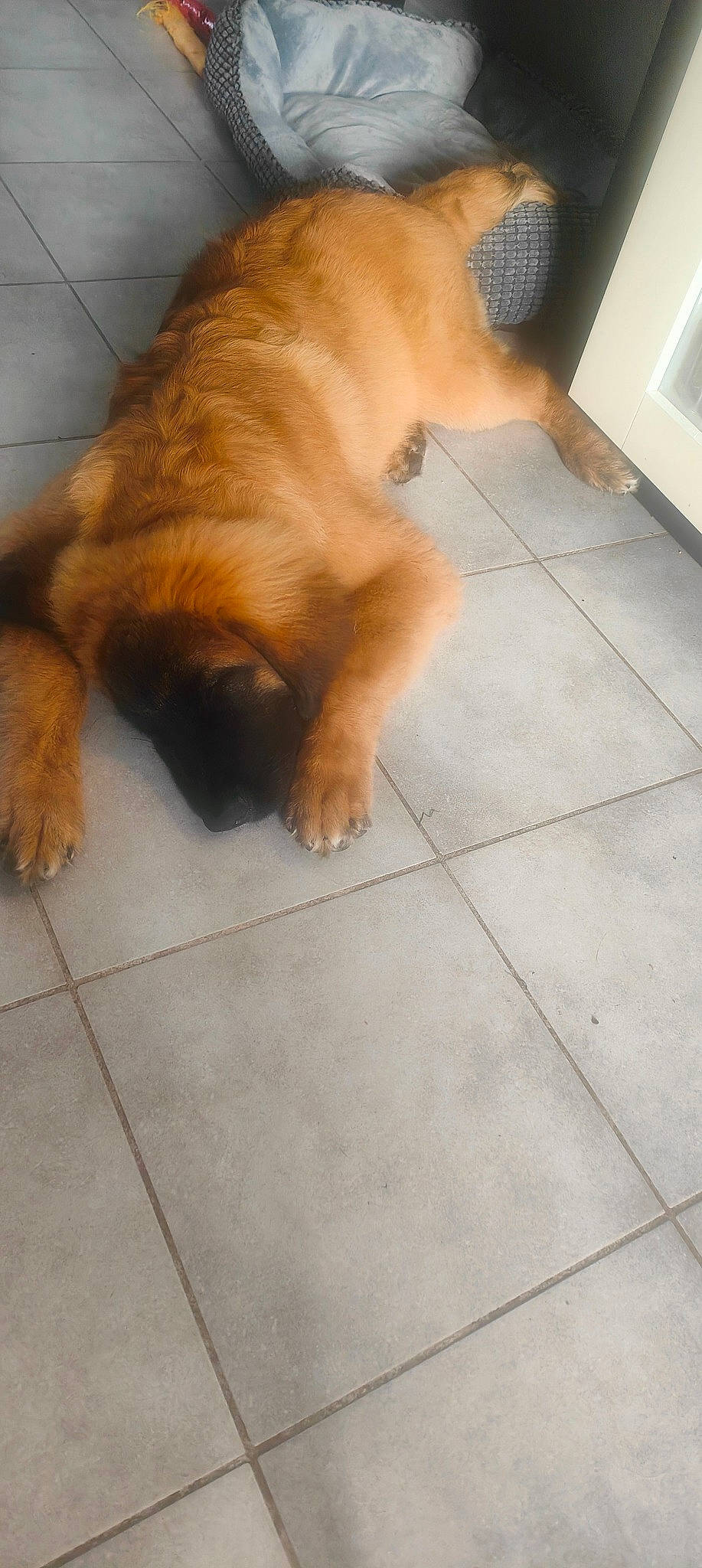 Urkan a rejoint le concours — aidez-le/la à gagner de superbes lots ! carnivore, companion_dog, dog, dog_breed, fawn, felidae, floor, flooring, foot, fur, hardwood, home_appliance, liver, snout, spitz, sporting_group, tail, tile_flooring, whiskers, wood