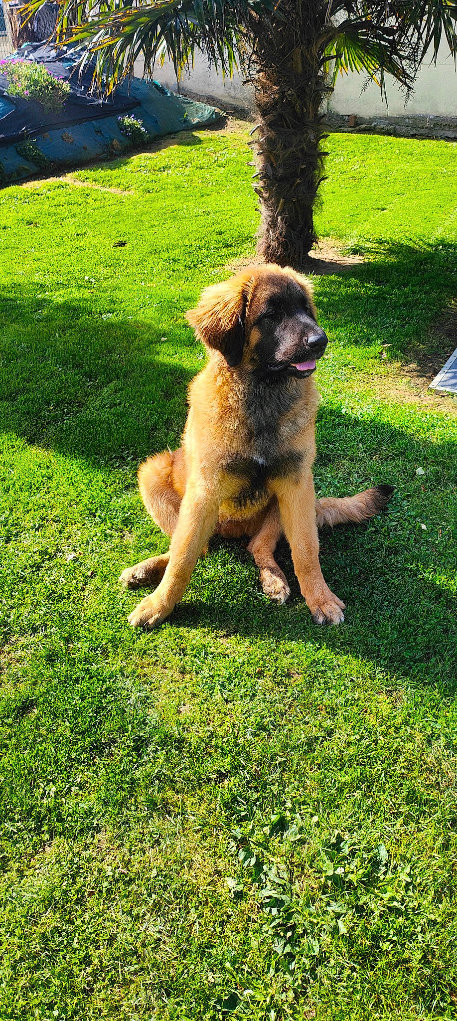 Urkan participe au concours pour gagner de l'argent avec cette photo : canidae, carnivore, companion_dog, dog, dog_breed, garden_hose, grass, green, groundcover, lawn, plant, tail, tree, working_dog