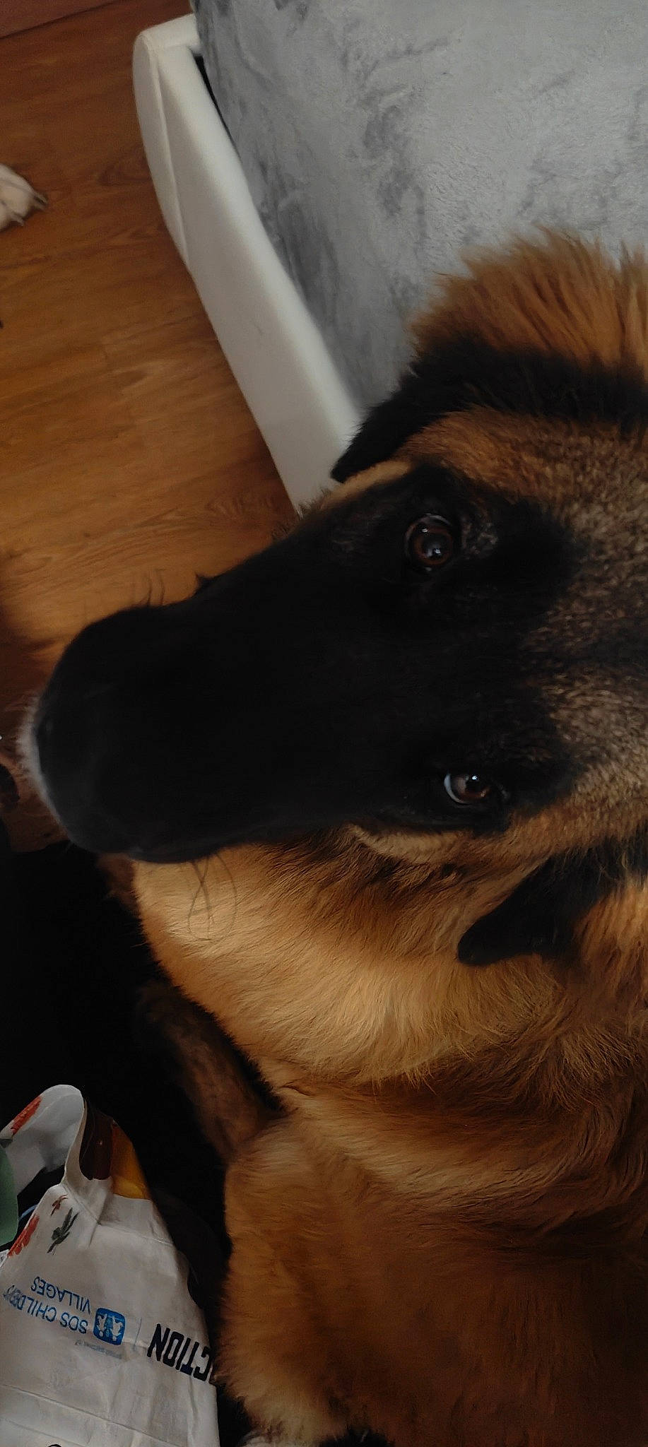 Urkan participe au concours pour gagner de l'argent avec cette photo : canidae, carnivore, collar, companion_dog, dog, dog_breed, dog_collar, ear, fawn, fur, german_spitz, hardwood, liver, non_sporting_group, sporting_group, tail, toy_dog, whiskers, wood, working_animal