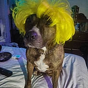 Bonnie is registered to the contest to win money with this photo: animal, ashtray, bed, brindle_coat, casual, chain_collar, costume, cute, dog, domestic_animal, funny, furniture, home, indoor, mammal, pet, portrait, remote_control, room, yellow_wig