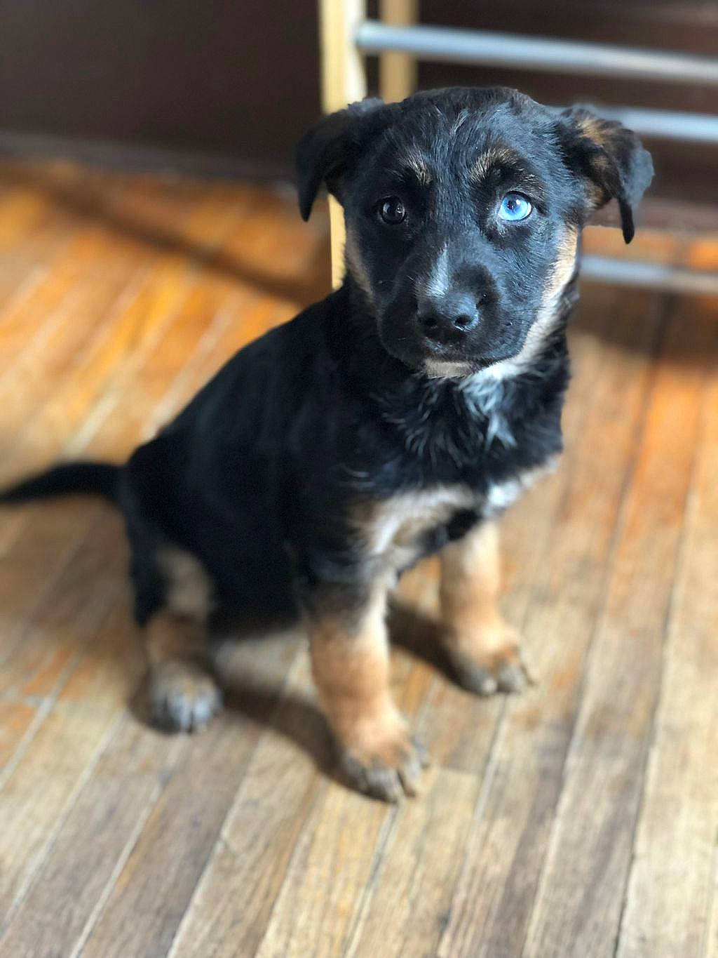 Chloe is registered to the contest to win money with this photo: borador, canidae, carlin_pinscher, carnivore, companion_dog, dog, dog_breed, flooring, fur, hardwood, plank, snout, sporting_group, terrestrial_animal, whiskers, wood, wood_flooring, wood_stain, working_animal, working_dog