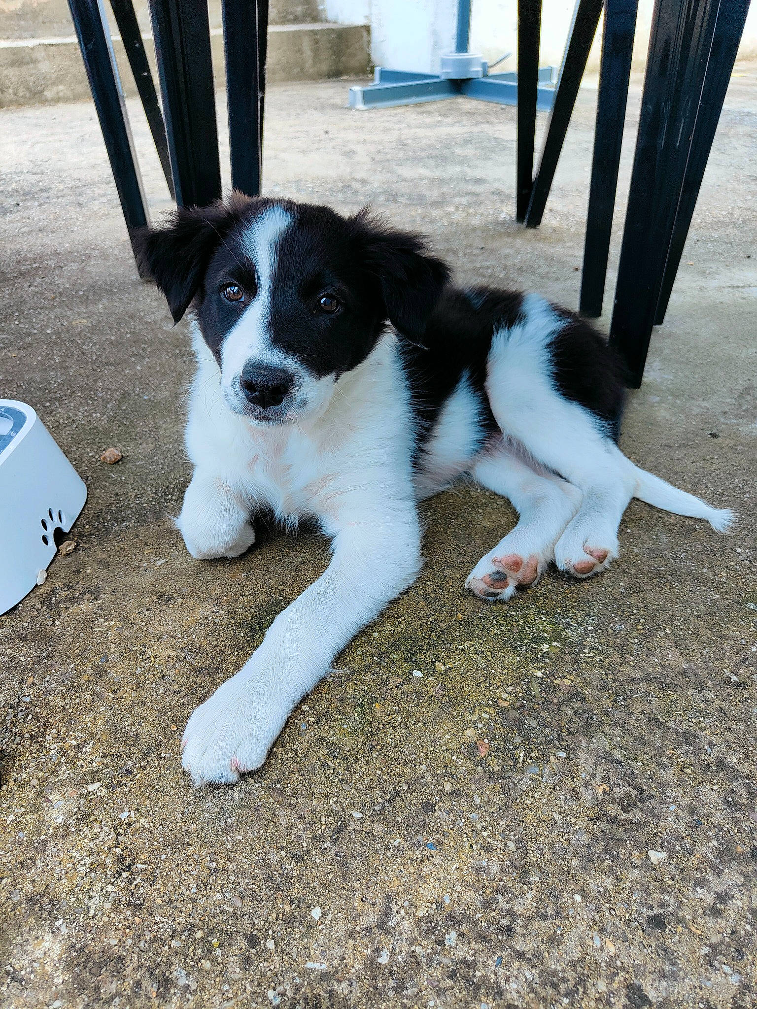 Kali participe au concours pour gagner de l'argent avec cette photo : border_collie, canidae, carnivore, companion_dog, dog, dog_breed, fur, gun_dog, herding_dog, landseer, non_sporting_group, snout, sporting_group, tail, working_animal, working_dog