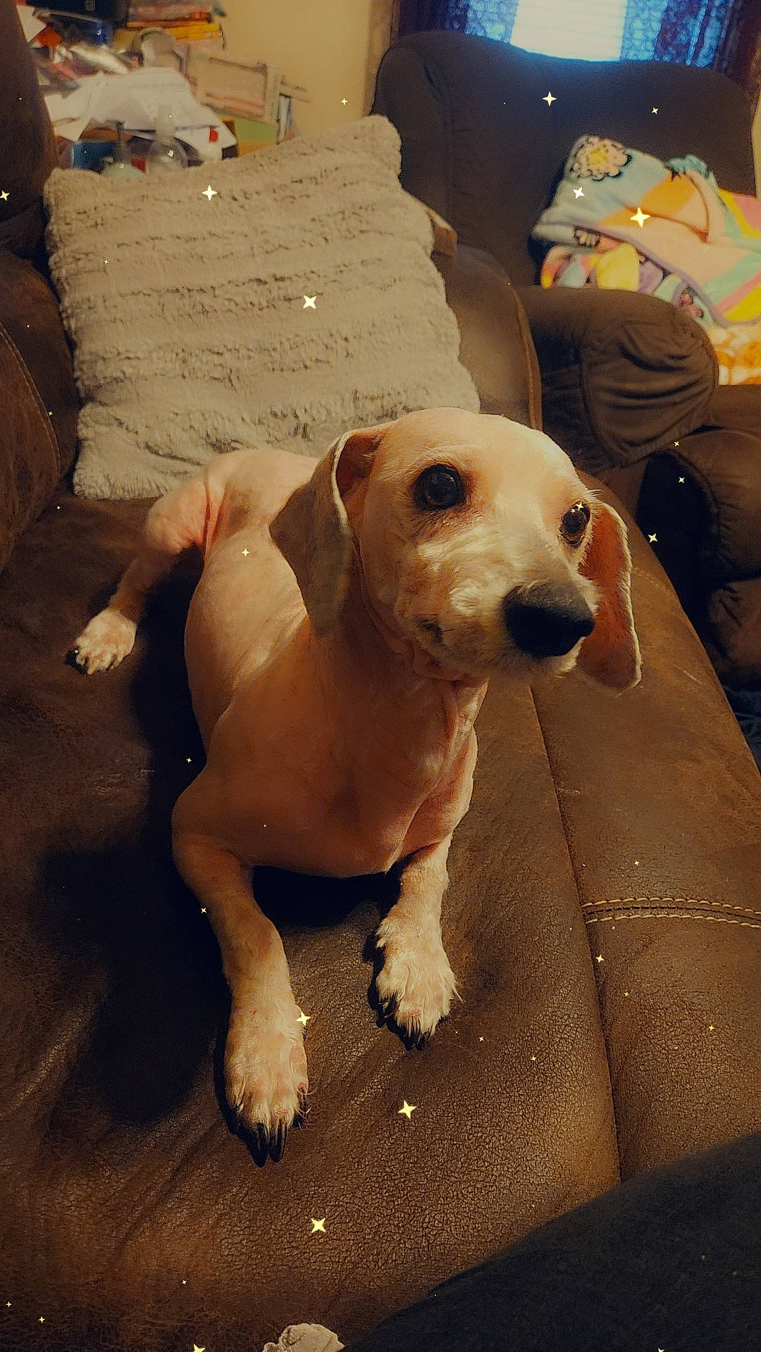 Snickers is registered to the contest to win money with this photo: ball, canidae, carnivore, companion_dog, dog, dog_breed, fawn, flooring, football, gun_dog, pet_supply, puppy_love, retriever, snout, sporting_group, tail, tennis_ball, toy_dog, whiskers, working_animal