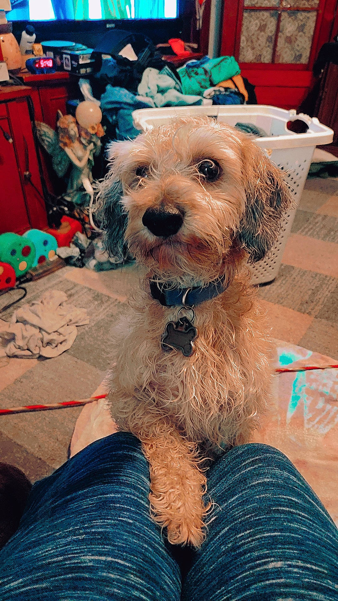 Snickers joined the competition — help win amazing prizes! blue, canidae, carnivore, chair, collar, companion_dog, dog, dog_breed, dog_clothes, dog_collar, dog_supply, event, fashion_accessory, fur, hat, small_terrier, snout, terrier, toy_dog, working_animal