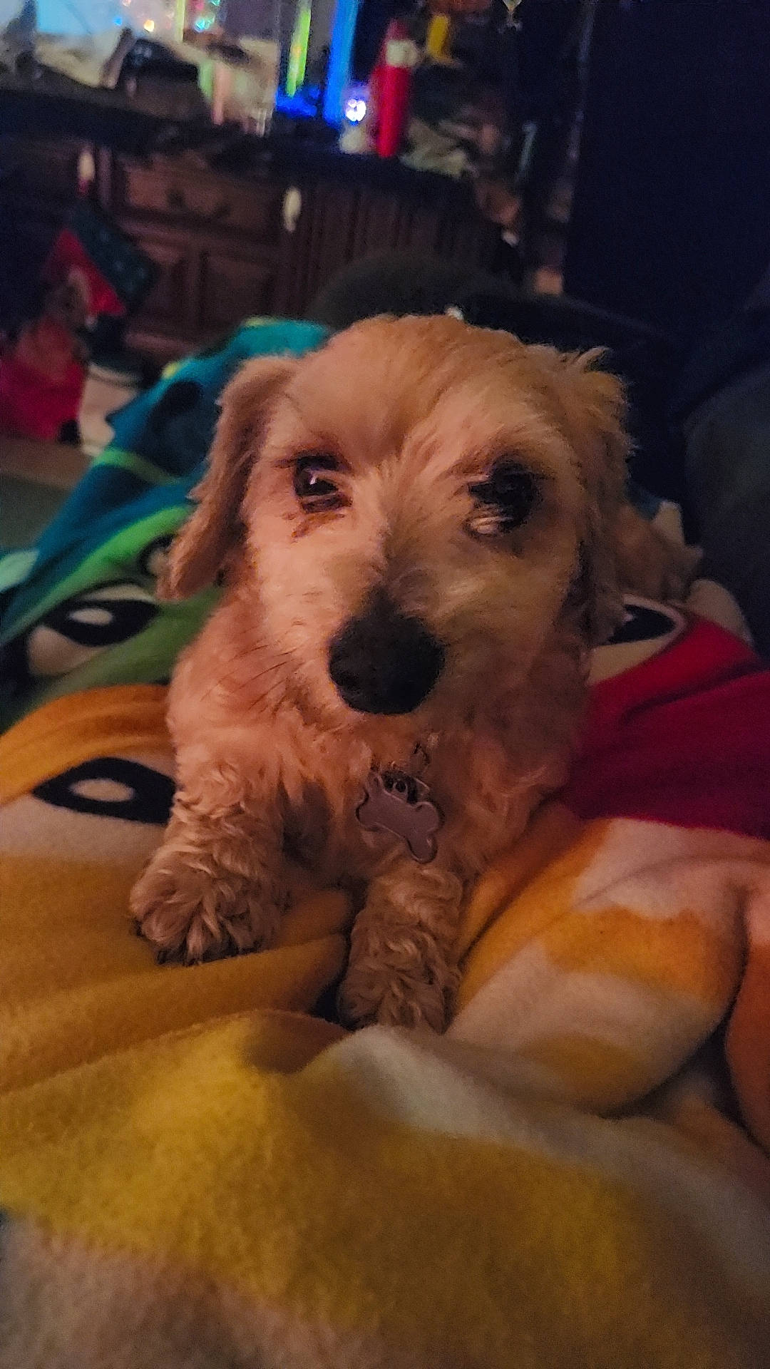 Snickers joined the competition — help win amazing prizes! canidae, carnivore, chair, cloud, comfort, companion_dog, dog, dog_breed, fawn, fur, paw, sitting, small_terrier, sporting_group, terrier, toy_dog, whiskers