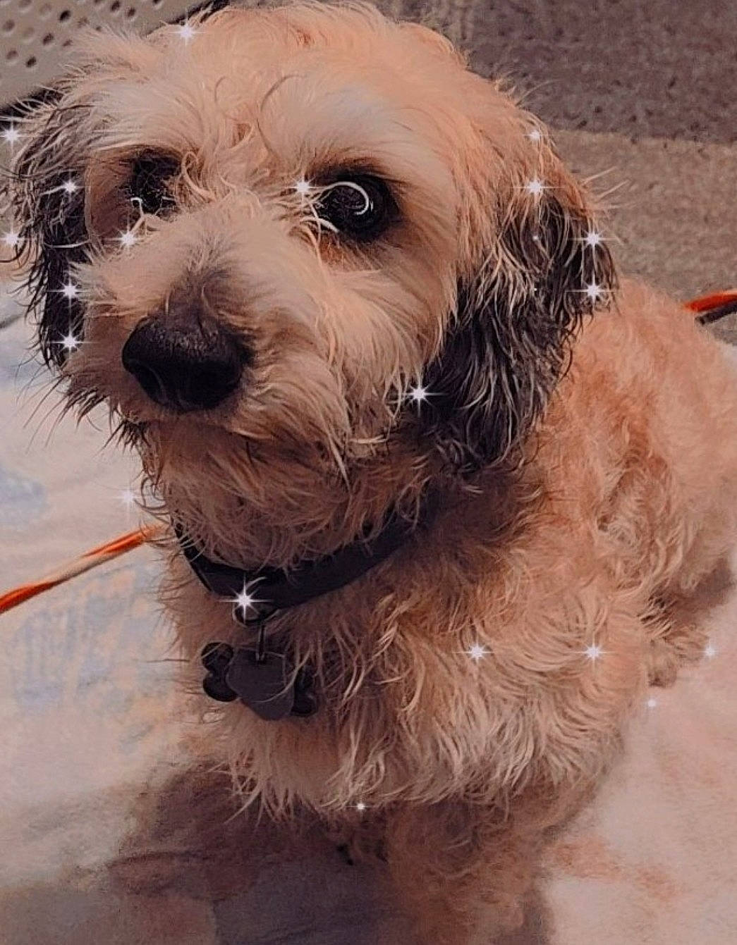 Snickers is registered to the contest to win money with this photo: biewer_terrier, carnivore, collar, companion_dog, dog, dog_breed, dog_collar, fur, labradoodle, liver, non_sporting_group, poodle_crossbreed, puppy_love, small_terrier, snout, sporting_group, terrier, toy_dog, working_animal