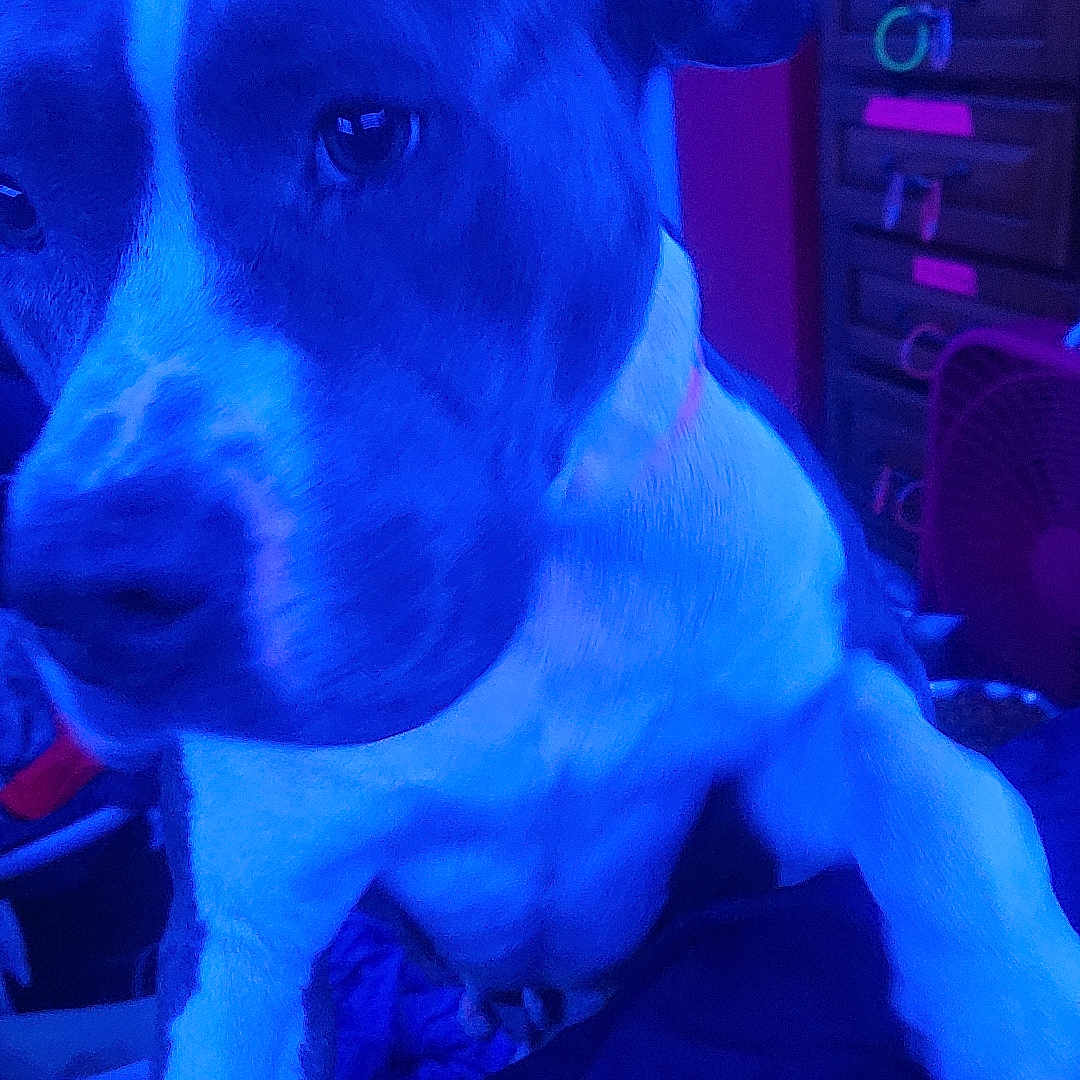 Nellie