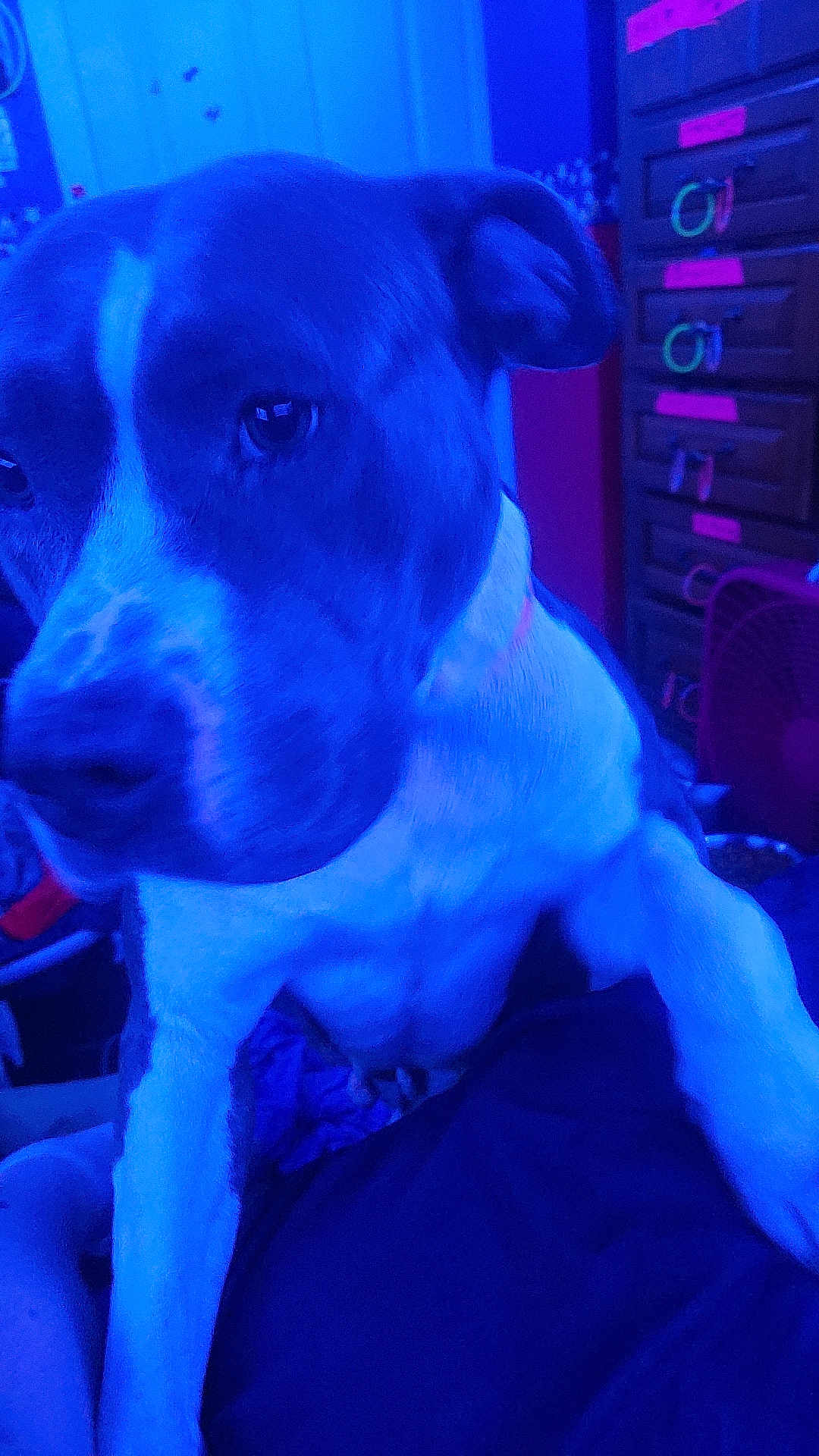 Nellie