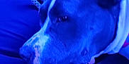 Nellie is registered to the contest to win money with this photo: animal, ball, bulldog, canine, couch, dog, furniture, hound, labradorretriever, person, pet, pitbull, pointer, puppy, purple, sphere, sport, tennis, tennisball, toy