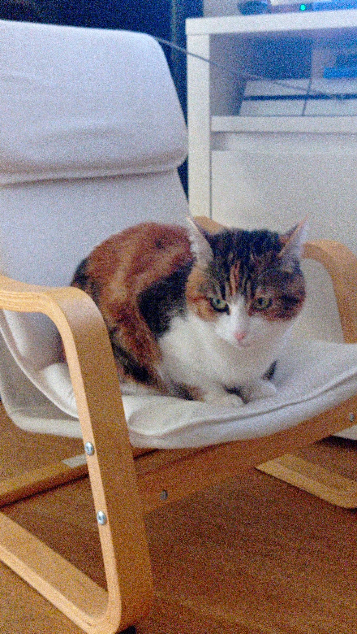 Sia participe au concours pour gagner de l'argent avec cette photo : carnivore, cat, cat_supply, chair, comfort, domestic_short_haired_cat, felidae, flooring, fur, hardwood, mammal, pet_supply, plywood, room, sitting, small_to_medium_sized_cats, tail, whiskers, window, wood