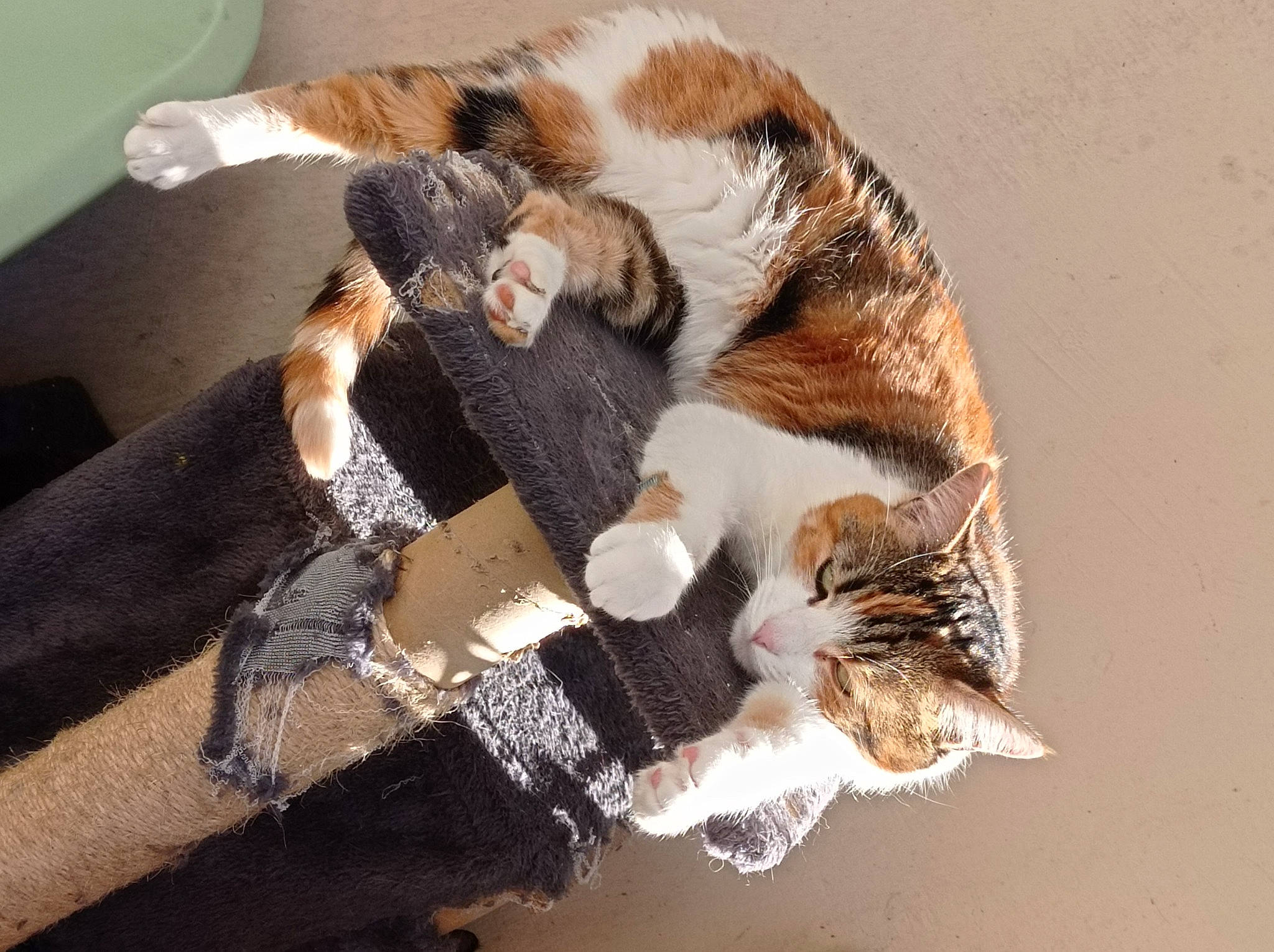 Sia participe au concours pour gagner de l'argent avec cette photo : carnivore, cat, claw, comfort, domestic_short_haired_cat, felidae, fur, hat, paw, small_to_medium_sized_cats, tail, terrestrial_animal, tree, whiskers, wood