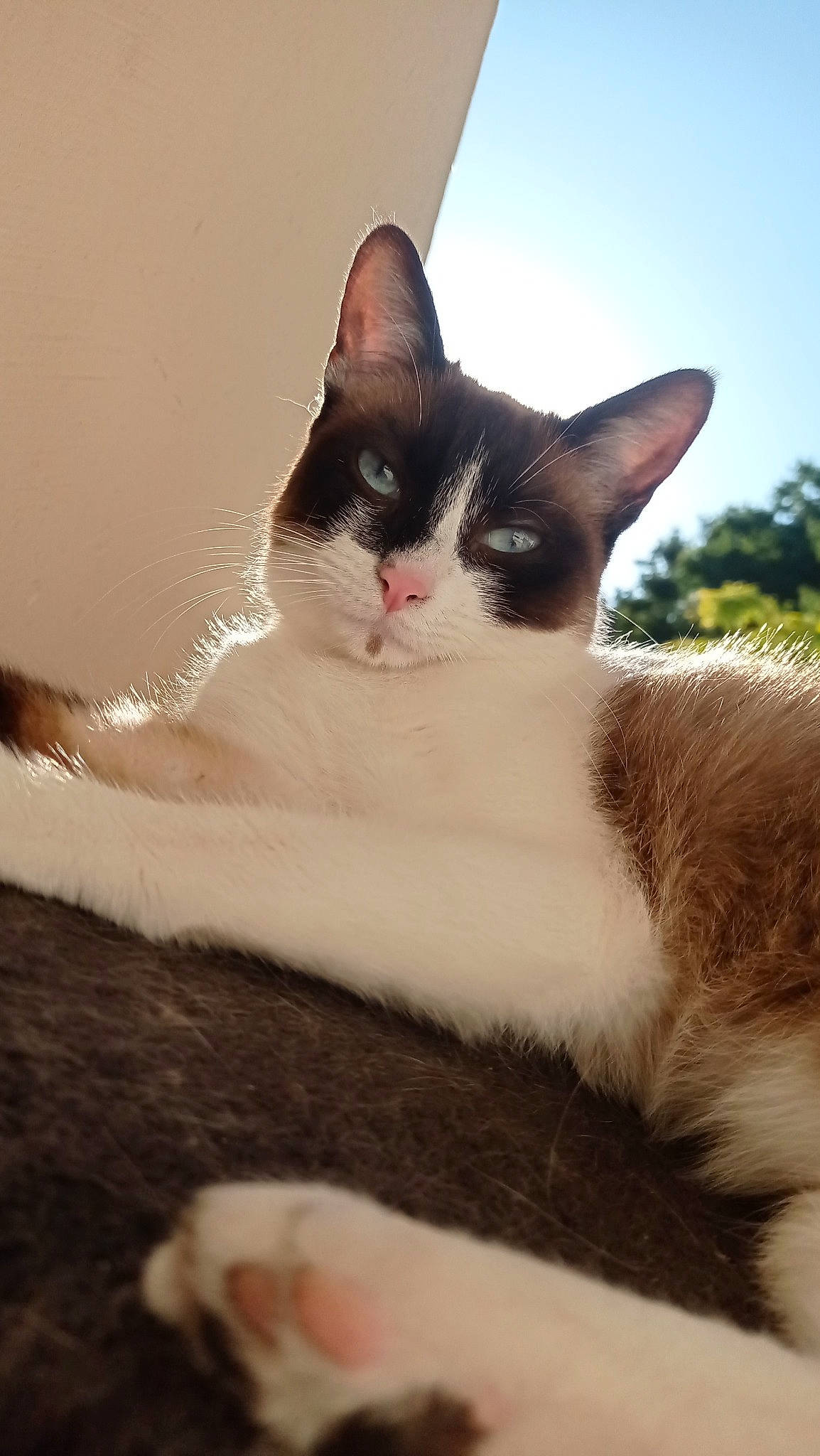 Saphir participe au concours pour gagner de l'argent avec cette photo : carnivore, cat, domestic_short_haired_cat, felidae, foot, fur, grass, paw, plant, sky, small_to_medium_sized_cats, snout, tail, tree, whiskers, window