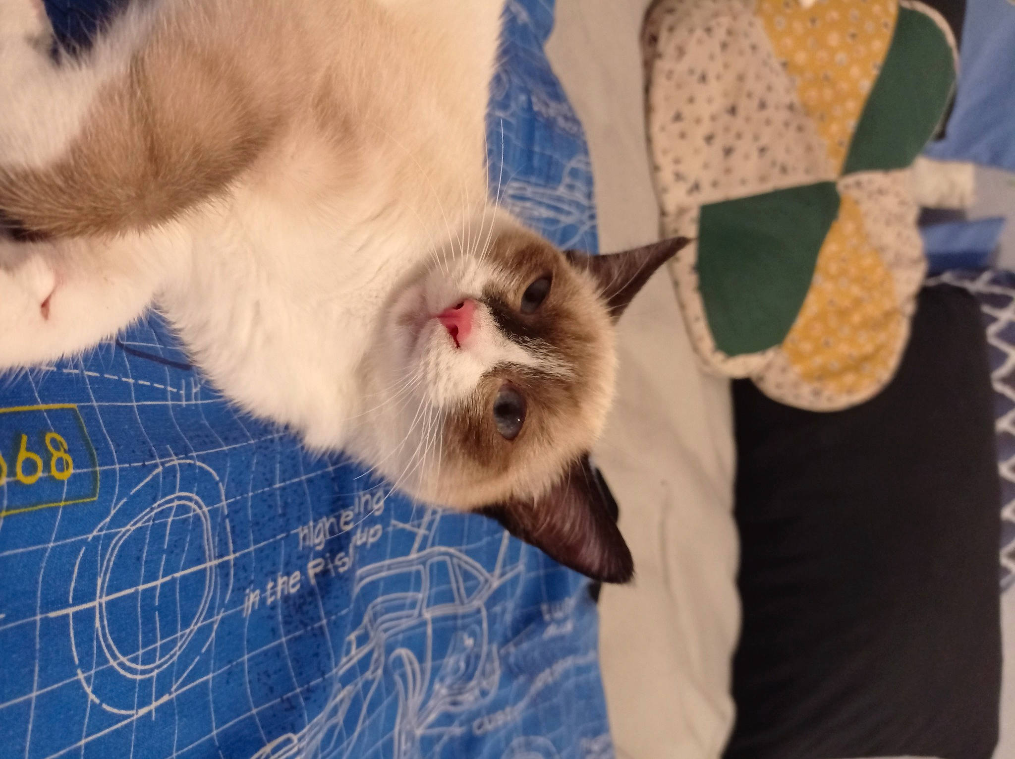 Saphir a rejoint le concours — aidez-le/la à gagner de superbes lots ! balinese, canidae, carnivore, cat, claw, dog_breed, domestic_short_haired_cat, fang, fawn, felidae, fur, nap, pattern, paw, small_to_medium_sized_cats, tail, thai, whiskers