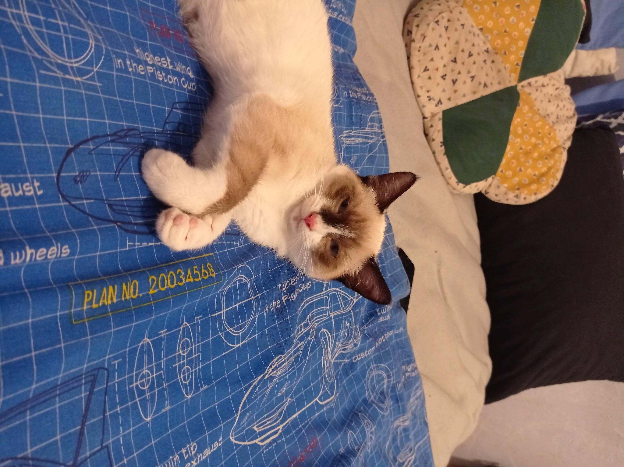 Saphir a rejoint le concours — aidez-le/la à gagner de superbes lots ! canidae, carnivore, cat, claw, comfort, domestic_short_haired_cat, electric_blue, fawn, felidae, flooring, fur, gesture, linens, paw, small_to_medium_sized_cats, snout, tail, textile, thai, whiskers