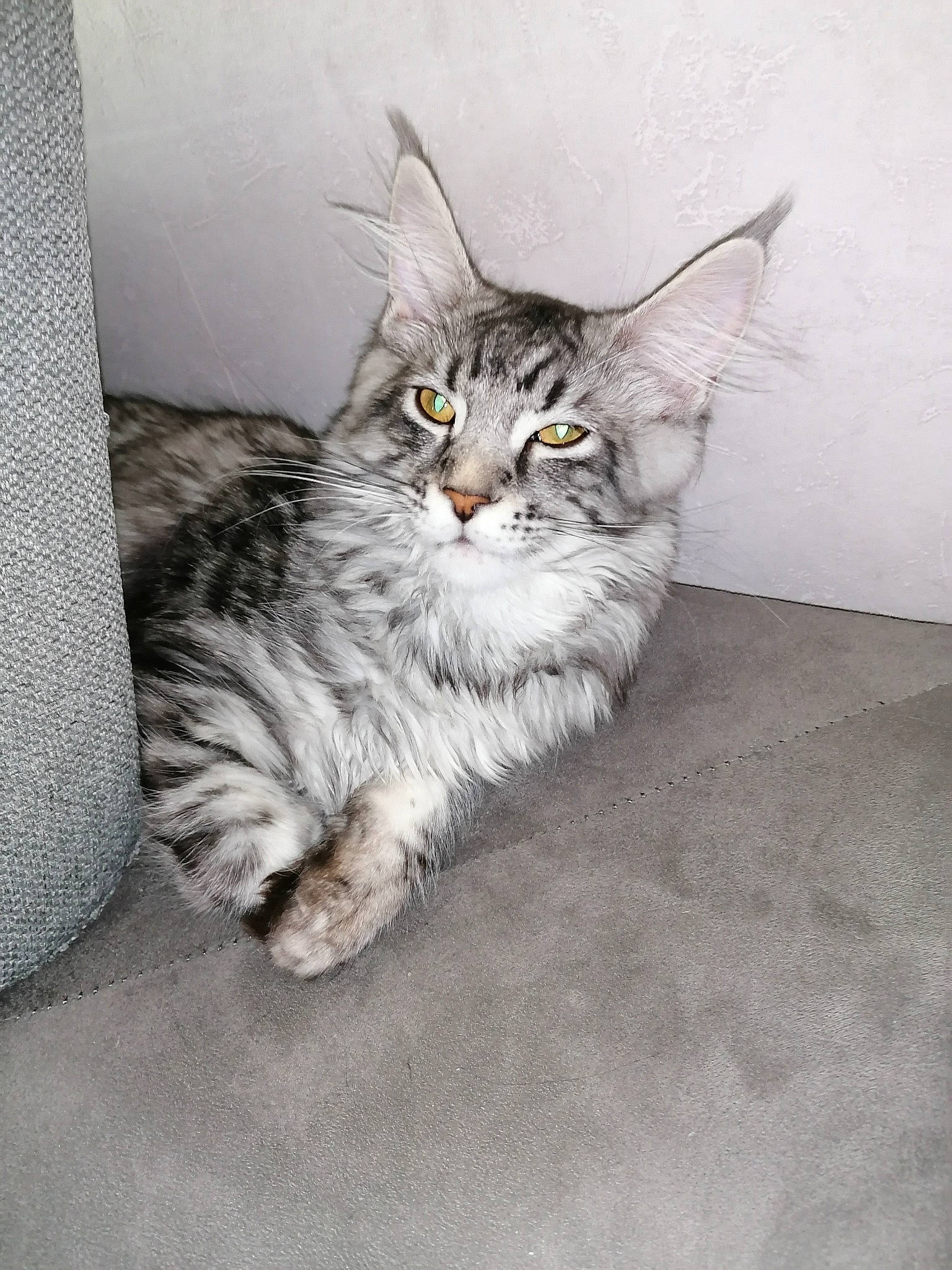 Mia a rejoint le concours — aidez-le/la à gagner de superbes lots ! asian, asian_semi_longhair, british_semi_longhair, carnivore, cat, domestic_long_haired_cat, domestic_short_haired_cat, dragon_li, european_shorthair, felidae, kitten, maine_coon, mammal, norwegian_forest_cat, pixie_bob, siberian, small_to_medium_sized_cats, tabby_cat, vertebrate, whiskers