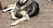 Ulka a rejoint le concours — aidez-le/la à gagner de superbes lots ! alert, animal, canine, dog, ears, eyes, face, fur, furniture, legs, nature, outdoor, pavement, pet, relaxed, resting, sitting, tail, texture, wolf_like