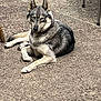 Ulka a rejoint le concours — aidez-le/la à gagner de superbes lots ! alert, animal, canine, dog, ears, eyes, face, fur, furniture, legs, nature, outdoor, pavement, pet, relaxed, resting, sitting, tail, texture, wolf_like