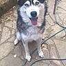 animal, blue_eyes, canine, companion, dog, domestic_animal, ears, fence, friendly, fur, garden_hose, happy, husky, looking_up, outdoor, patio, pet, sitting, stone_floor, tongue_out