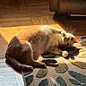 Freddy Mercury is registered to the contest to win money with this photo: animal, cat, cozy, cute, domestic_cat, fur, home, indoor, light, orange_cat, paw, pet, playful, relaxed, resting, rug, shadow, sunlight, whiskers, wooden_floor