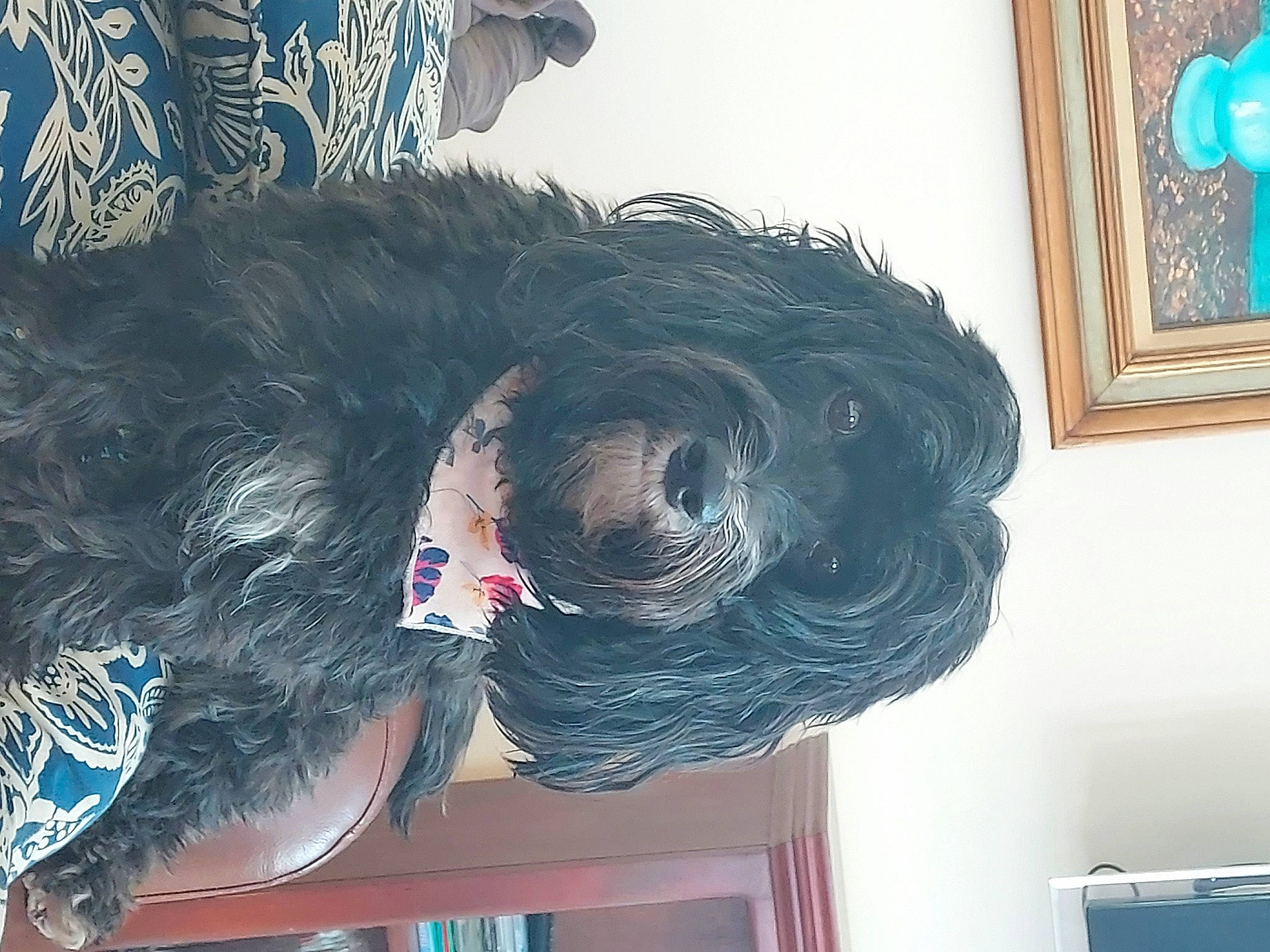 Daisie joined the competition — help win amazing prizes! art, black_hair, blue, cool, ear, eyelash, feather, fun, fur, grey, hair, hair_care, jaw, long_hair, neck, painting, picture_frame, sporting_group, tints_and_shades, visual_arts