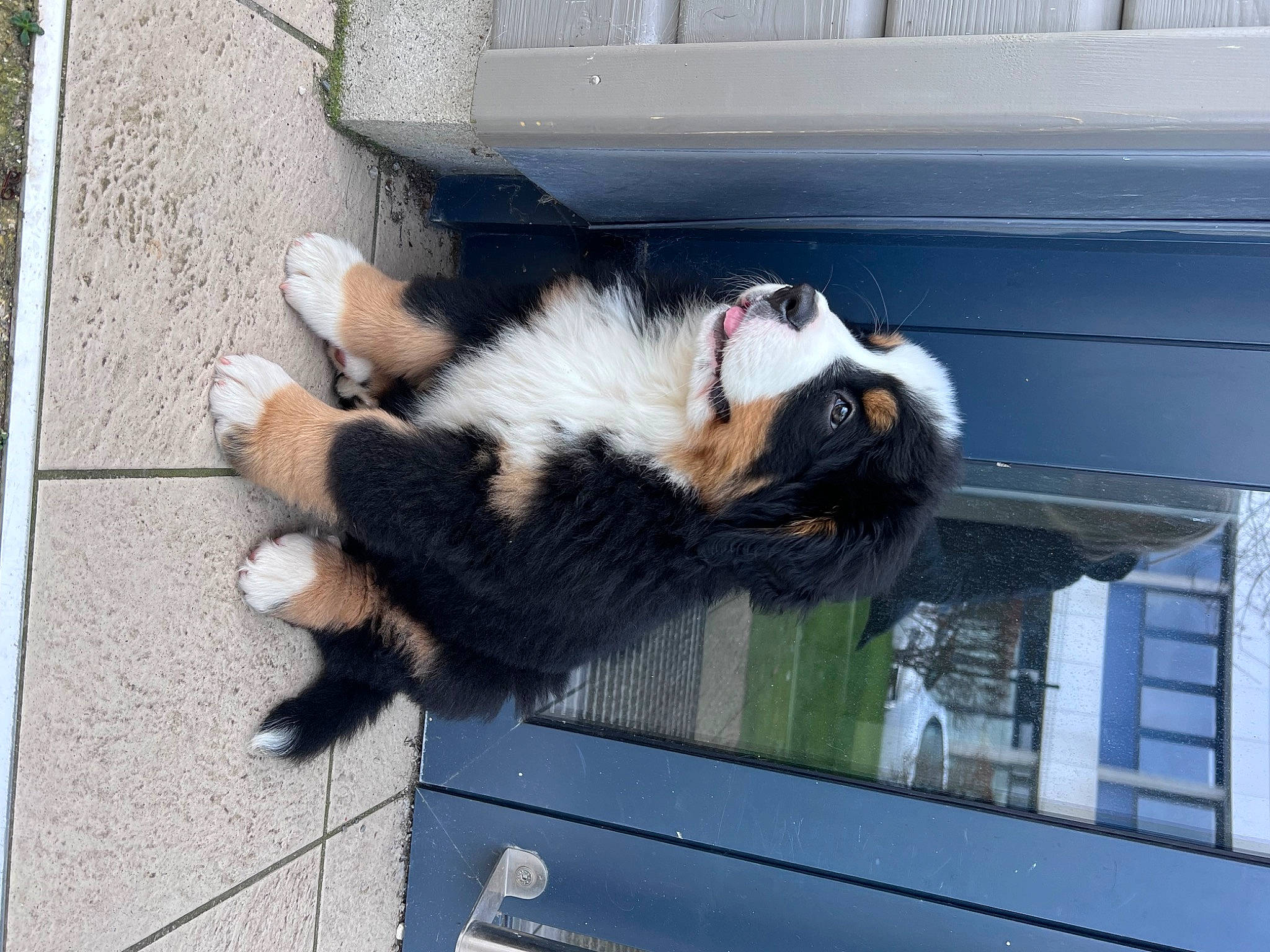 Vicky participe au concours pour gagner de l'argent avec cette photo : canidae, carnivore, companion_dog, dog_breed, felidae, fur, herding_dog, mammal, small_to_medium_sized_cats, sporting_group, tail, terrestrial_animal, vertebrate, whiskers, window, working_dog