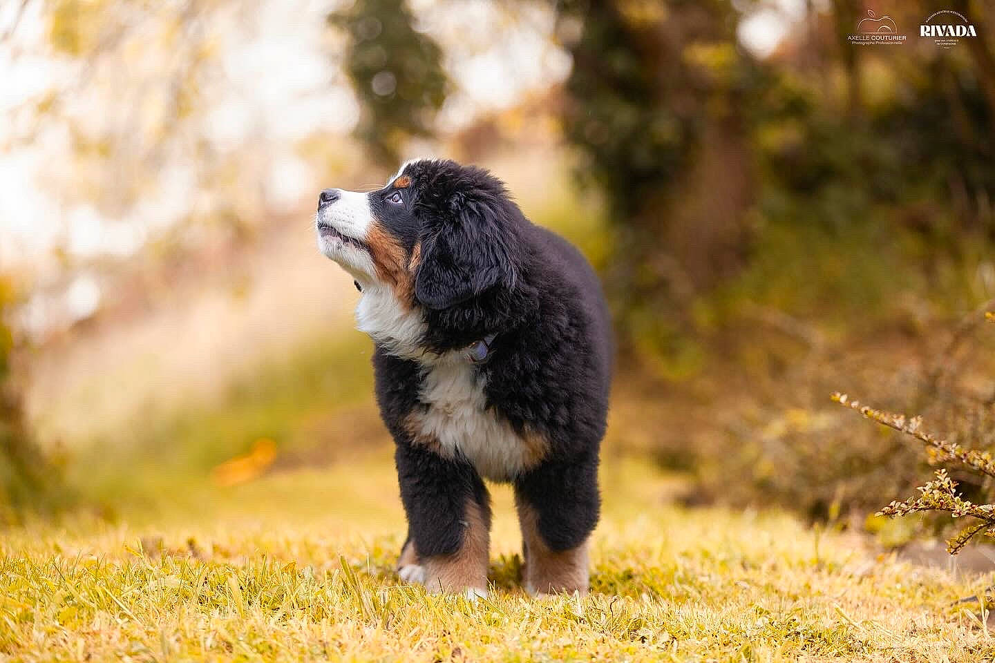 Vicky a rejoint le concours — aidez-le/la à gagner de superbes lots ! automotive_tire, canidae, carnivore, companion_dog, dog, dog_breed, grass, grassland, guard_dog, herding_dog, hunting_dog, natural_landscape, plant, puppy, snout, sporting_group, tail, terrestrial_animal, working_animal, working_dog