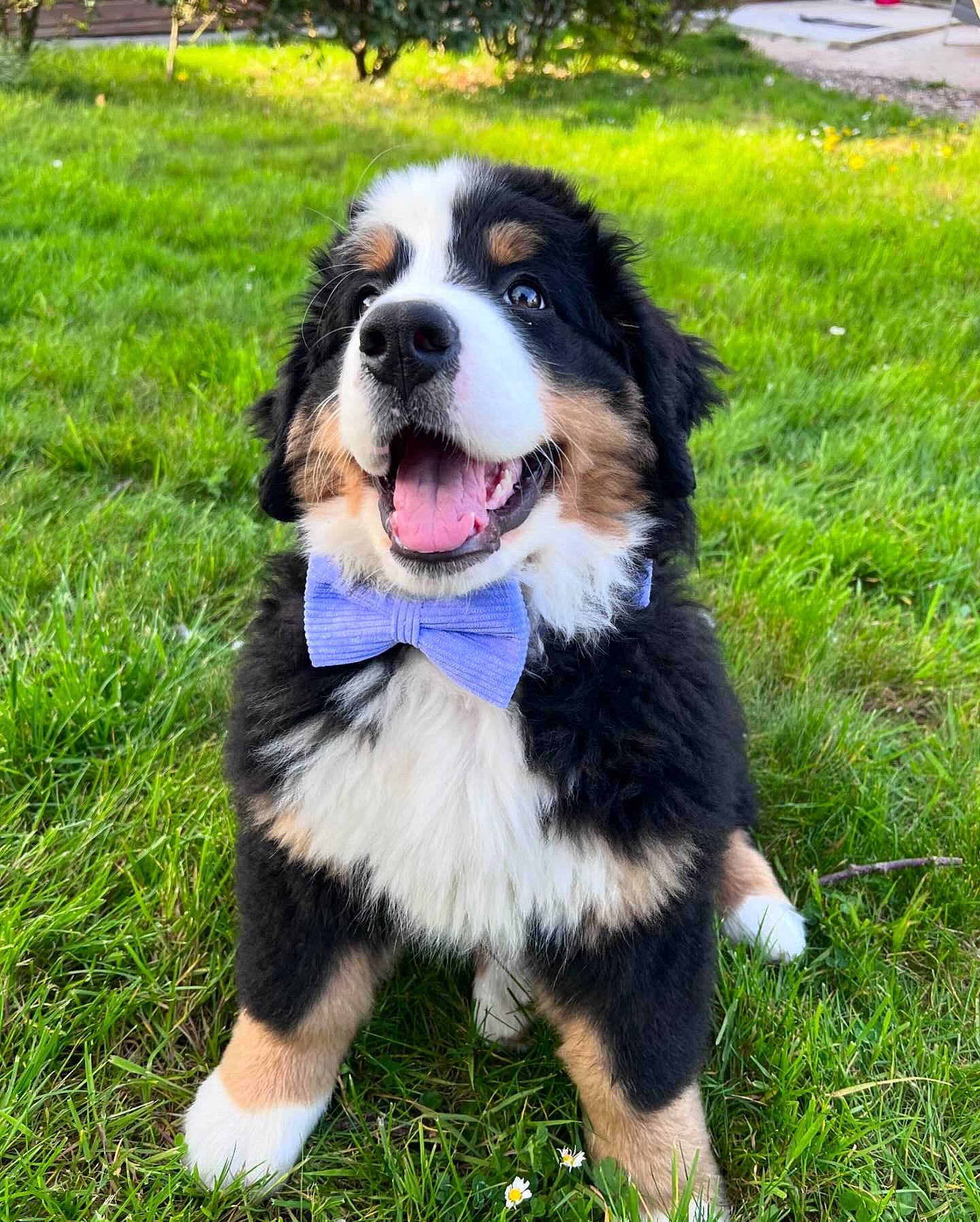 Vicky a rejoint le concours — aidez-le/la à gagner de superbes lots ! bernese_mountain_dog, canidae, carnivore, collar, companion_dog, dog, dog_breed, fur, grass, groundcover, gun_dog, herding_dog, plant, smile, snout, sporting_group, terrestrial_animal, tree, whiskers, working_dog