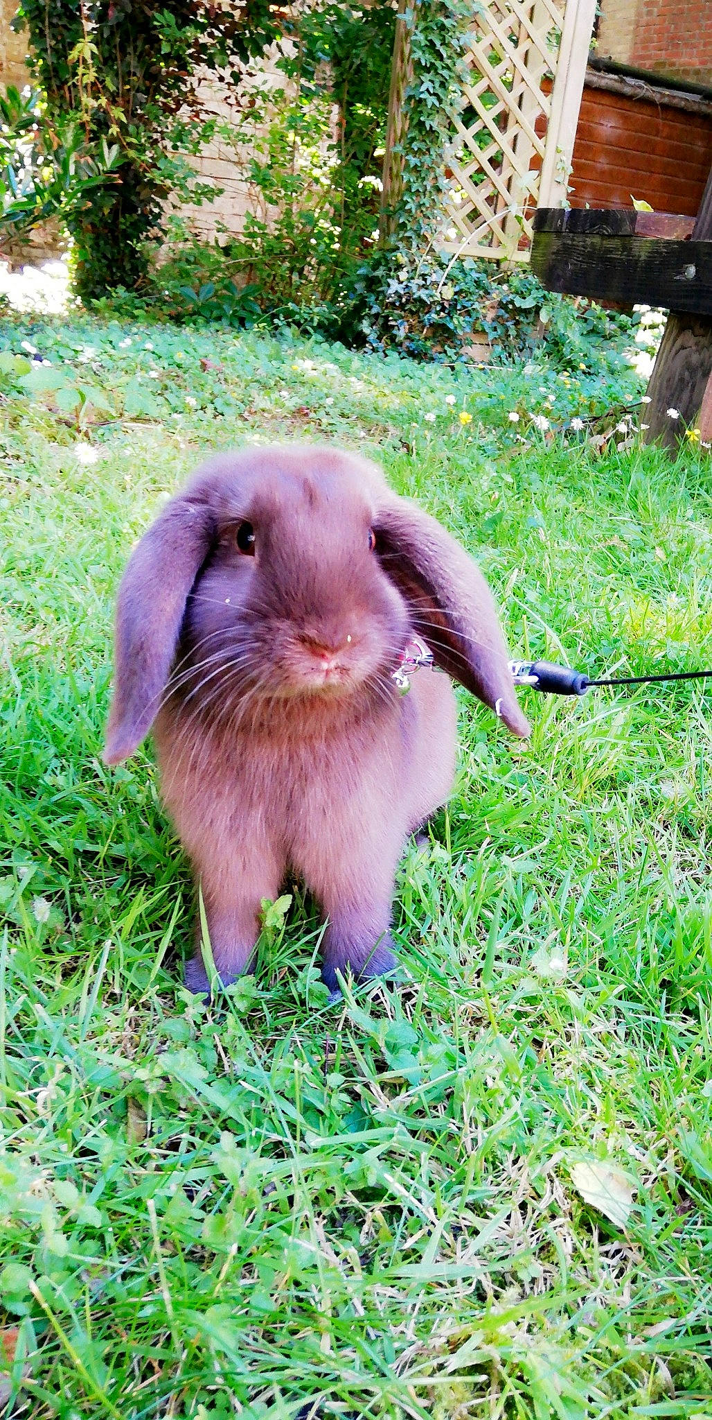 Choco a rejoint le concours — aidez-le/la à gagner de superbes lots ! domestic_rabbit, grass, hare, mammal, rabbit, rabbits_and_hares, vertebrate