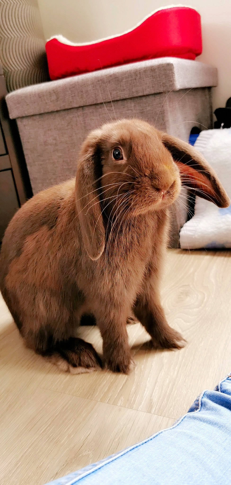 Choco participe au concours pour gagner de l'argent avec cette photo : domestic_rabbit, ear, fawn, fur, hare, mammal, rabbit, rabbits_and_hares, vertebrate, whiskers