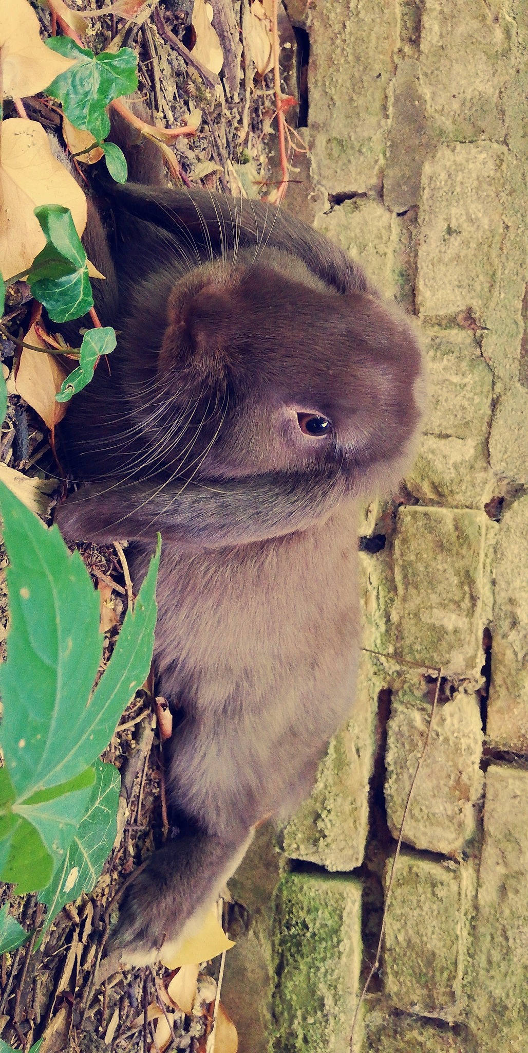 Choco a rejoint le concours — aidez-le/la à gagner de superbes lots ! fawn, organism, plant