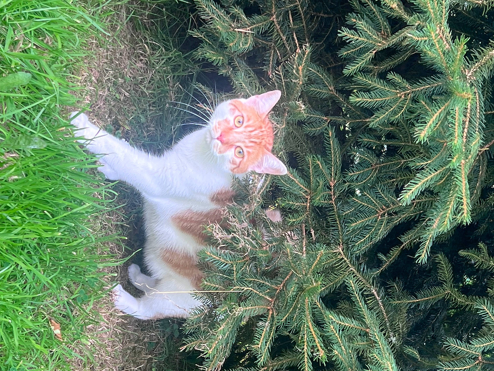 Tigrou participe au concours pour gagner de l'argent avec cette photo : carnivore, cat, christmas_tree, conifer, event, evergreen, fawn, felidae, flowering_plant, fur, grass, groundcover, plant, shrub, small_to_medium_sized_cats, subshrub, tail, terrestrial_plant, twig, whiskers