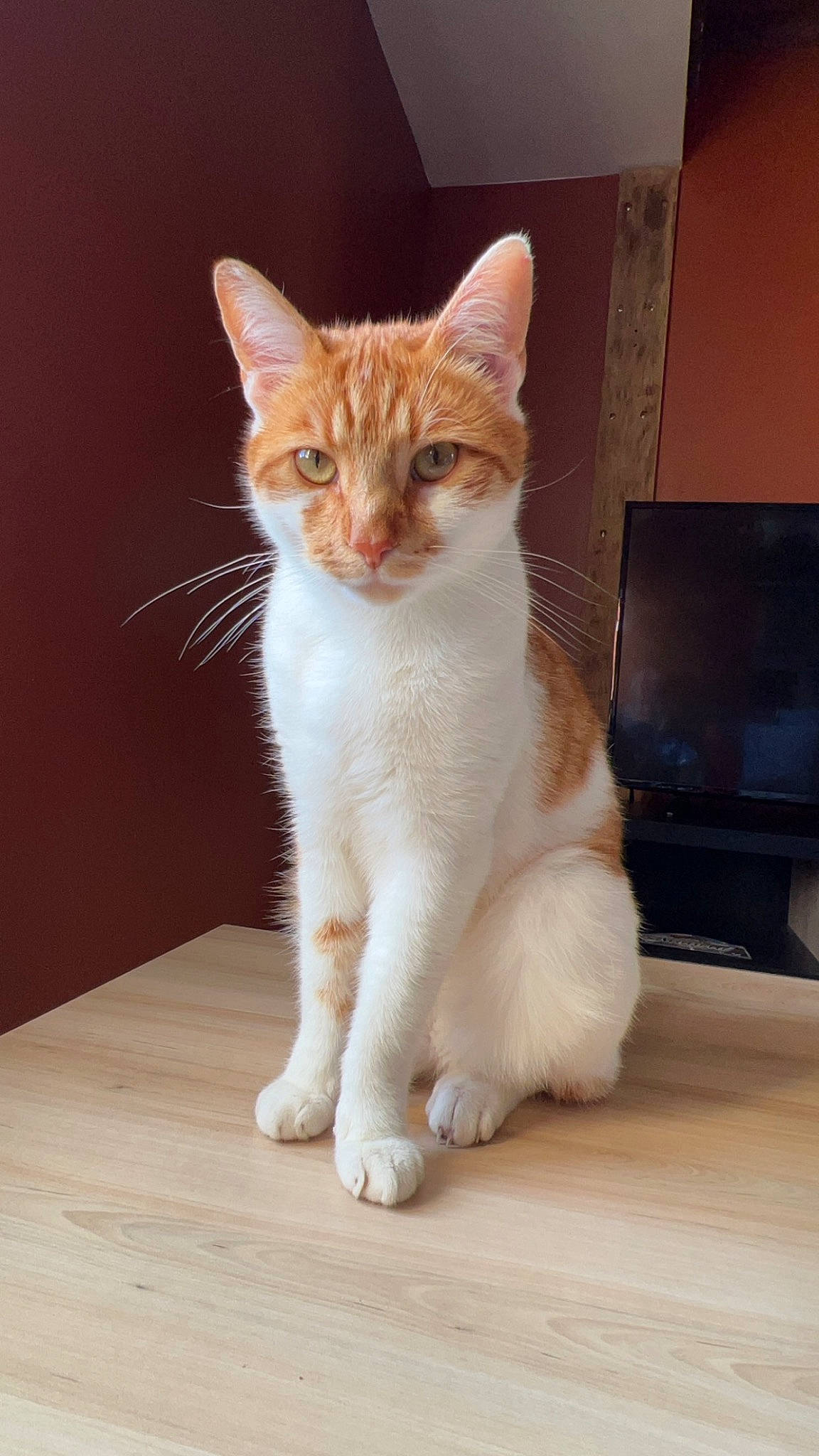 Tigrou participe au concours pour gagner de l'argent avec cette photo : carnivore, cat, domestic_short_haired_cat, eye, fawn, felidae, flooring, foot, fur, hardwood, human_body, leg, paw, sitting, small_to_medium_sized_cats, snout, tail, whiskers, window, wood