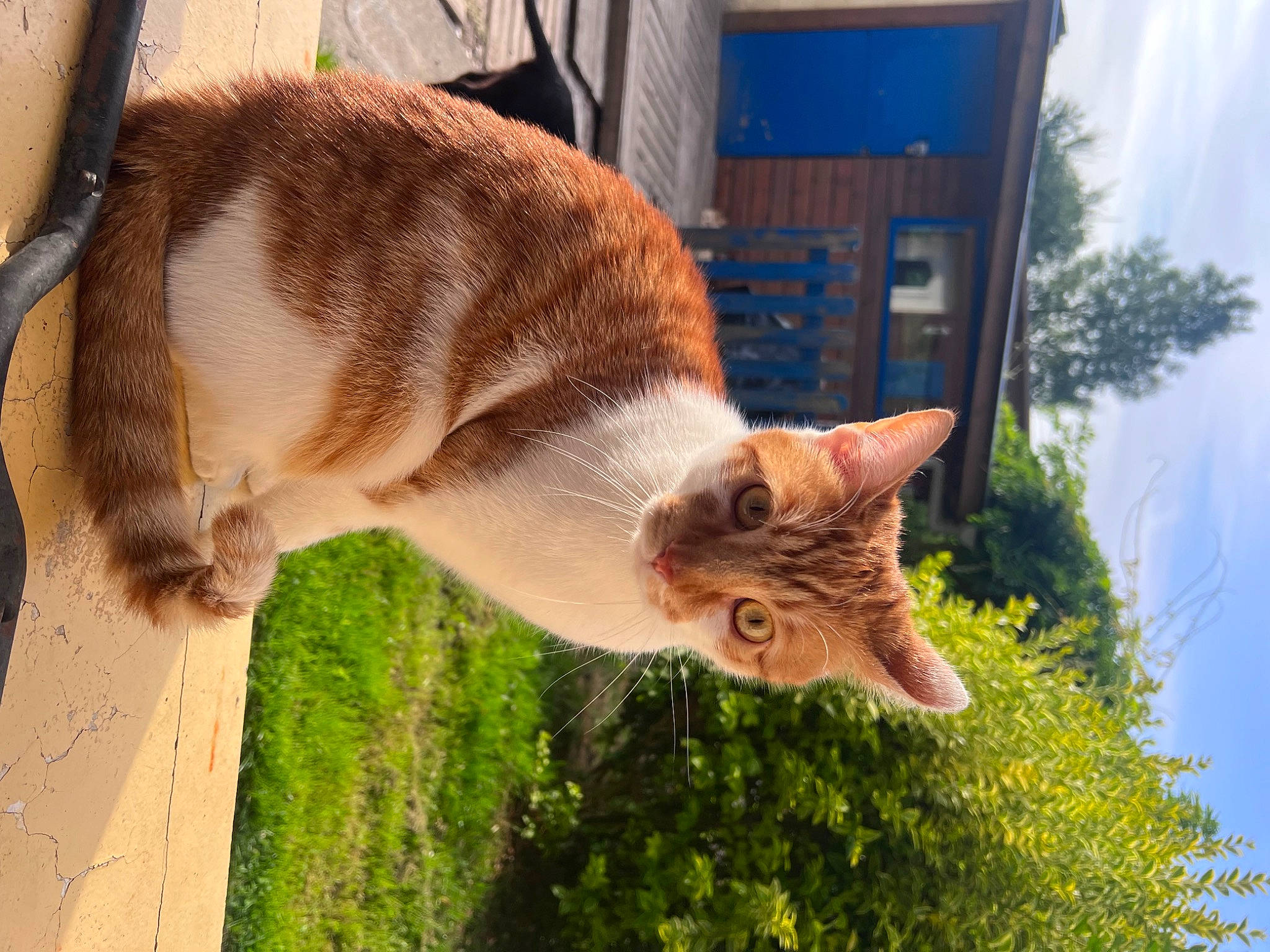 Tigrou a rejoint le concours — aidez-le/la à gagner de superbes lots ! canidae, carnivore, cat, domestic_short_haired_cat, fawn, felidae, fish, fur, grass, plant, sky, small_to_medium_sized_cats, snout, tail, terrestrial_animal, tree, vertebrate, whiskers, wildlife, wood