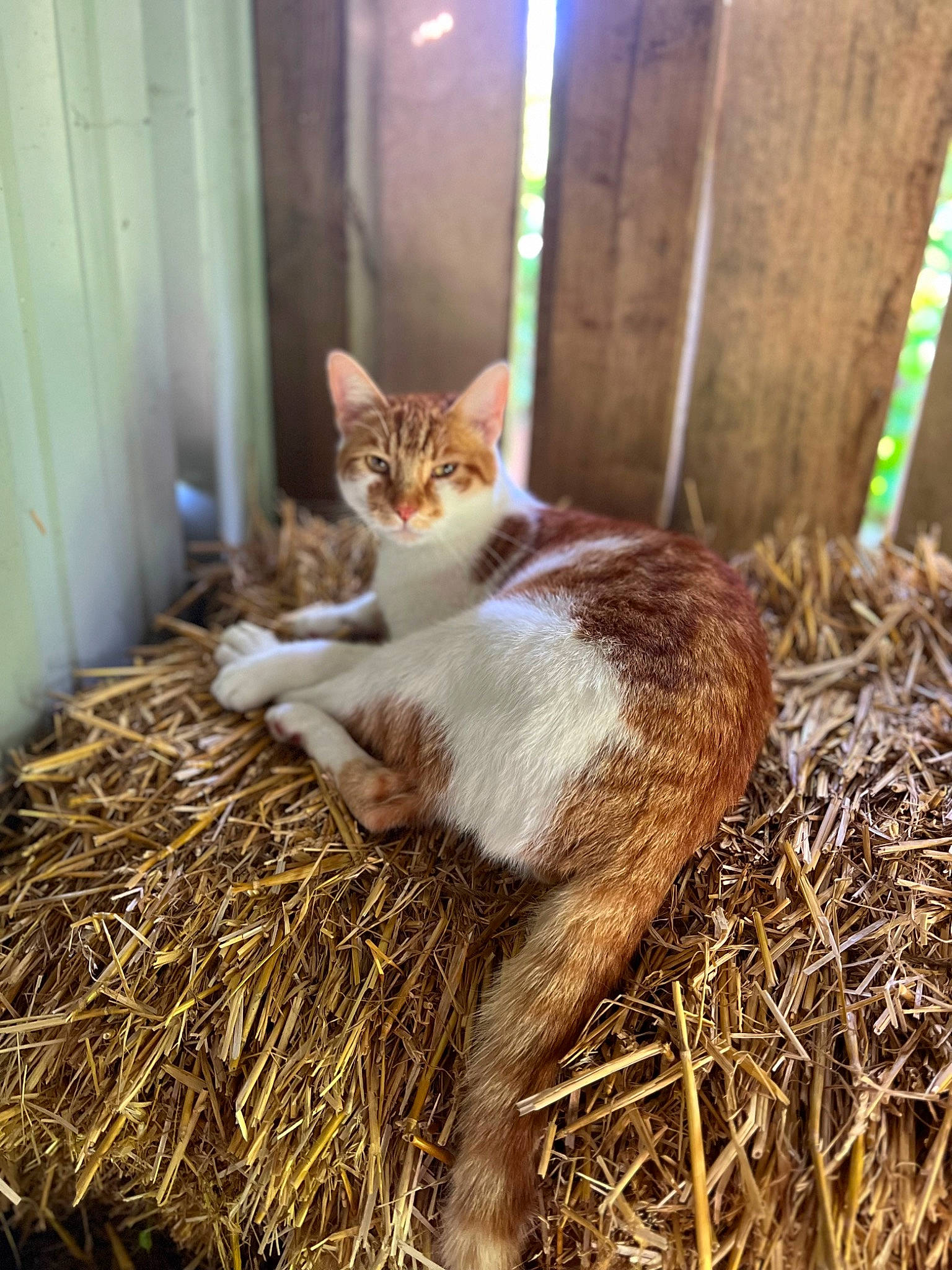Tigrou participe au concours pour gagner de l'argent avec cette photo : carnivore, cat, domestic_short_haired_cat, fawn, felidae, fur, grass, hay, human_leg, paw, plant, small_to_medium_sized_cats, snout, soil, tail, terrestrial_animal, tree, whiskers, wildlife, wood