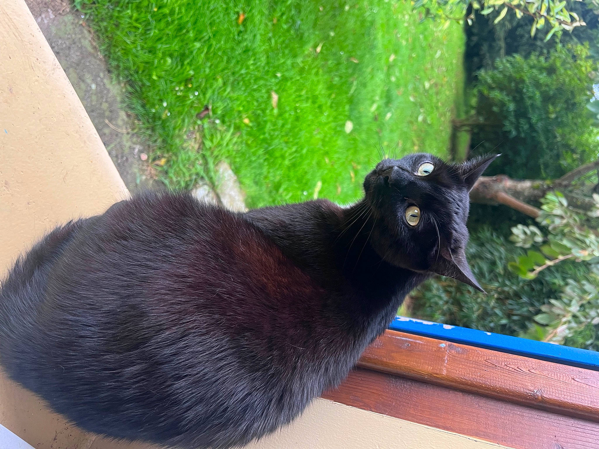 Oréo participe au concours pour gagner de l'argent avec cette photo : black_cat, bombay, carnivore, cat, domestic_short_haired_cat, felidae, fur, grass, groundcover, plant, shade, shadow, small_to_medium_sized_cats, snout, tail, terrestrial_animal, tree, trunk, whiskers