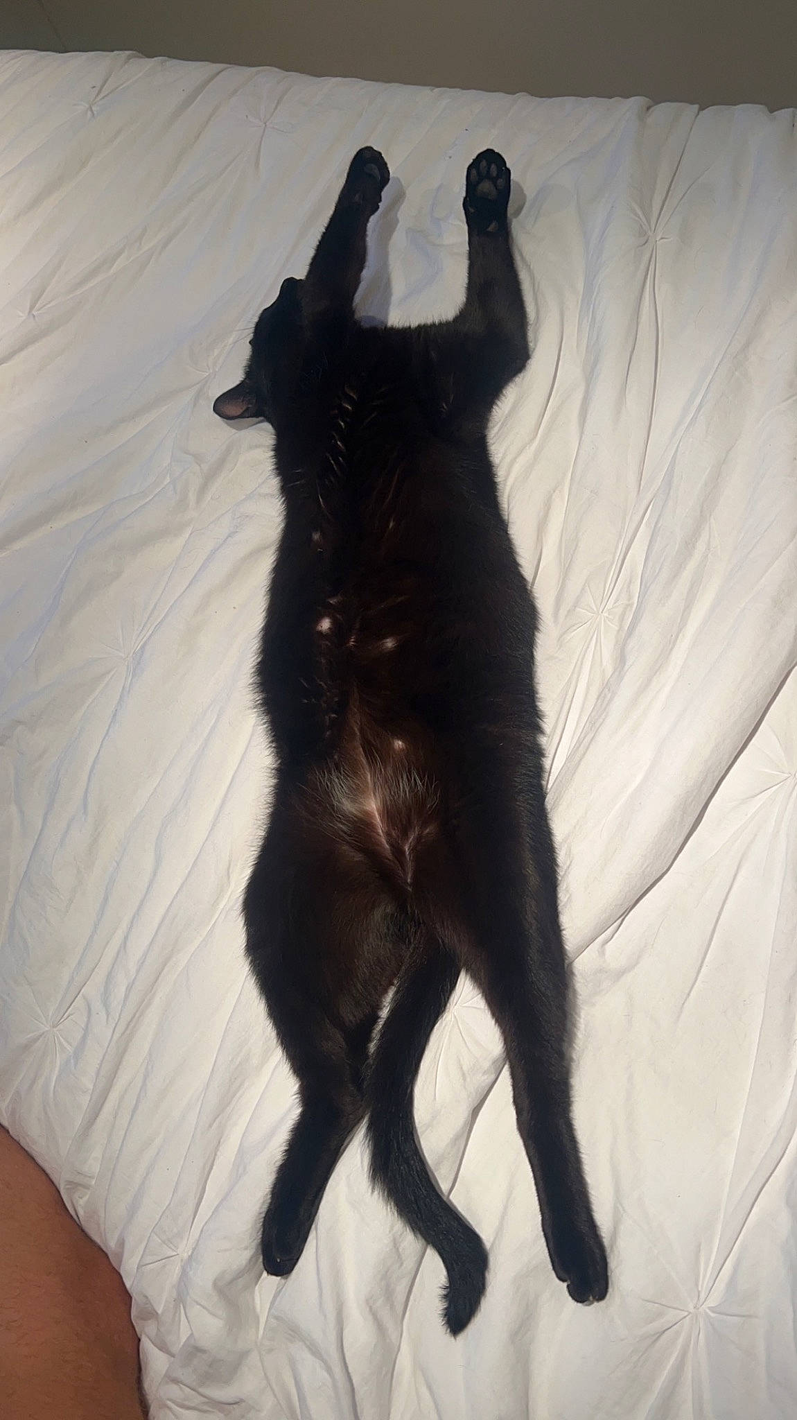 Oréo participe au concours pour gagner de l'argent avec cette photo : black_cat, cat, claw, comfort, companion_dog, dog_breed, domestic_short_haired_cat, felidae, fur, gesture, guard_dog, linens, paw, shadow, small_to_medium_sized_cats, tail, terrestrial_animal, tints_and_shades, tree, whiskers