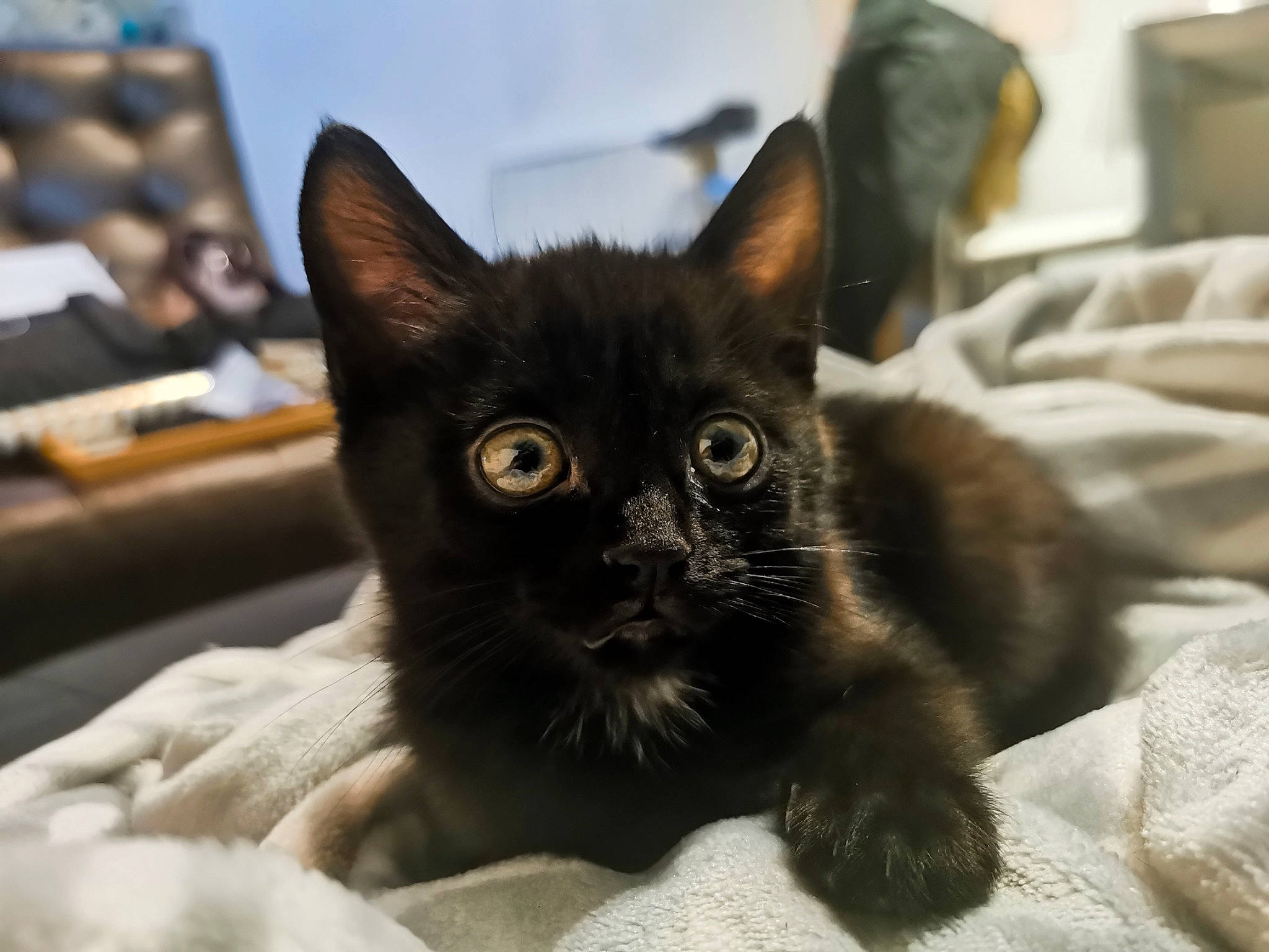 Oréo participe au concours pour gagner de l'argent avec cette photo : black_cat, bombay, carnivore, cat, cat_supply, claw, comfort, computer_keyboard, domestic_short_haired_cat, felidae, fur, pet_supply, small_to_medium_sized_cats, snout, terrestrial_animal, whiskers