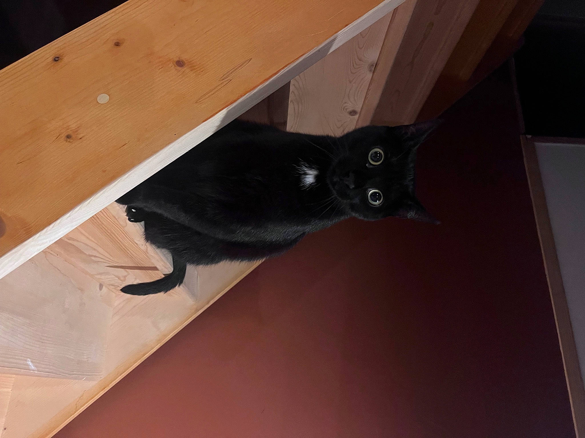 Oréo participe au concours pour gagner de l'argent avec cette photo : black_cat, bombay, carnivore, cat, domestic_short_haired_cat, felidae, flooring, hardwood, plank, plywood, room, small_to_medium_sized_cats, tail, whiskers, wood, wood_stain