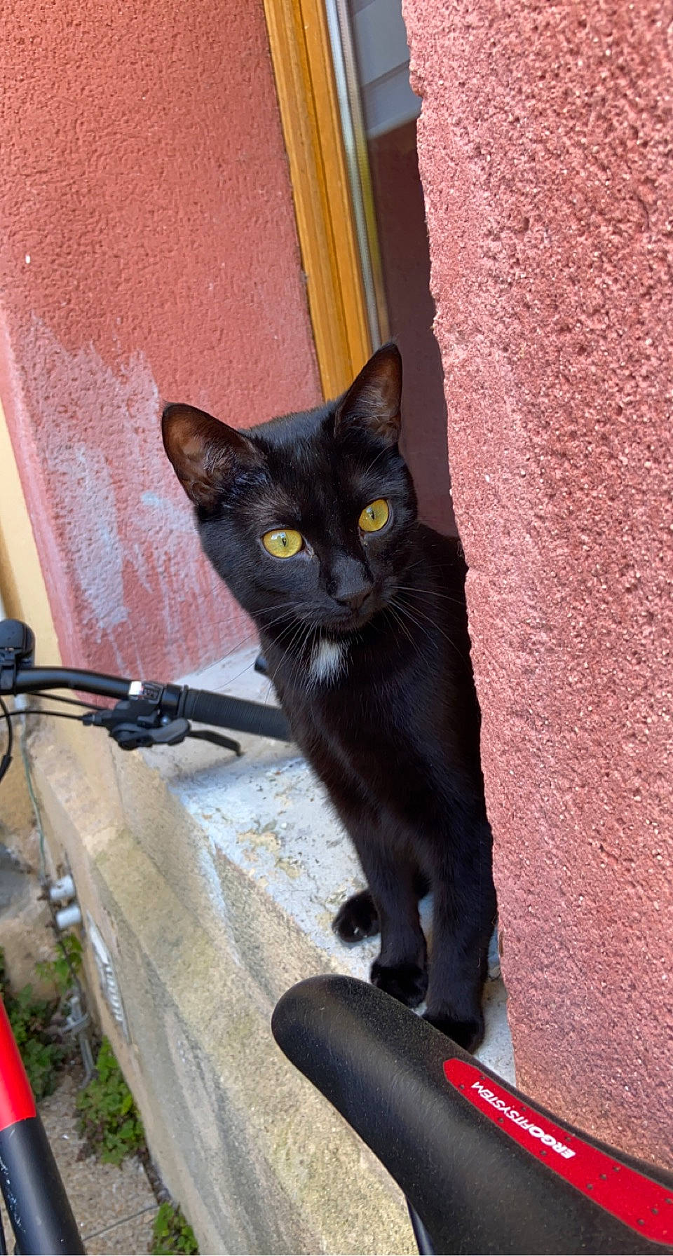 Oréo a rejoint le concours — aidez-le/la à gagner de superbes lots ! bicycle, bicycle_handlebar, black_cat, carnivore, cat, domestic_short_haired_cat, felidae, havana_brown, small_to_medium_sized_cats, snout, tail, whiskers