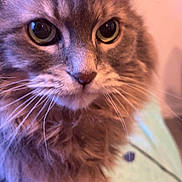 Ghostie is registered to the contest to win money with this photo: animal, cat, close_up, closeup, companion, cute, domestic, ears, eyes, face, feline, fluffy, gray_cat, indoor, mammal, nose, pet, portrait, soft_fur, whiskers