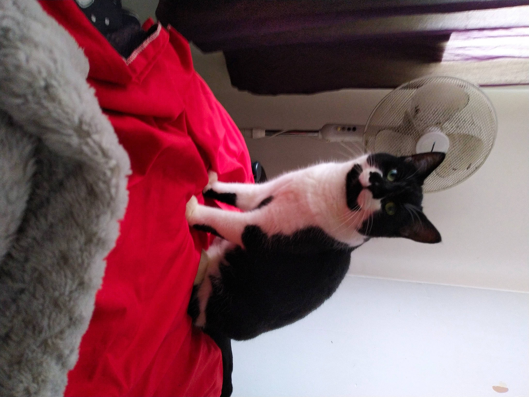 Sheeba is registered to the contest to win money with this photo: bull_terrier, canidae, carmine, carnivore, claw, companion_dog, dog_breed, ear, elbow, fawn, felidae, fictional_character, fur, magenta, non_sporting_group, recreation, sleeve, stuffed_toy, tail, whiskers