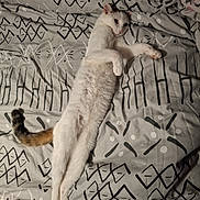 Woody participe au concours pour gagner de l'argent avec cette photo : animal, bed, blanket, cat, comfort, cozy, cute, feline, fur, indoor, lying_down, pattern, paws, pet, relaxed, resting, sleepy, tail, whiskers, white