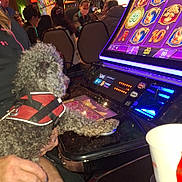 Bently joined the competition — help win amazing prizes! dog, curly_hair, red_harness, person, hand, slot_machine, casino, gaming, indoor, seated, people, technology, screen, lights, gambling, entertainment, table, cup, colorful, leisure