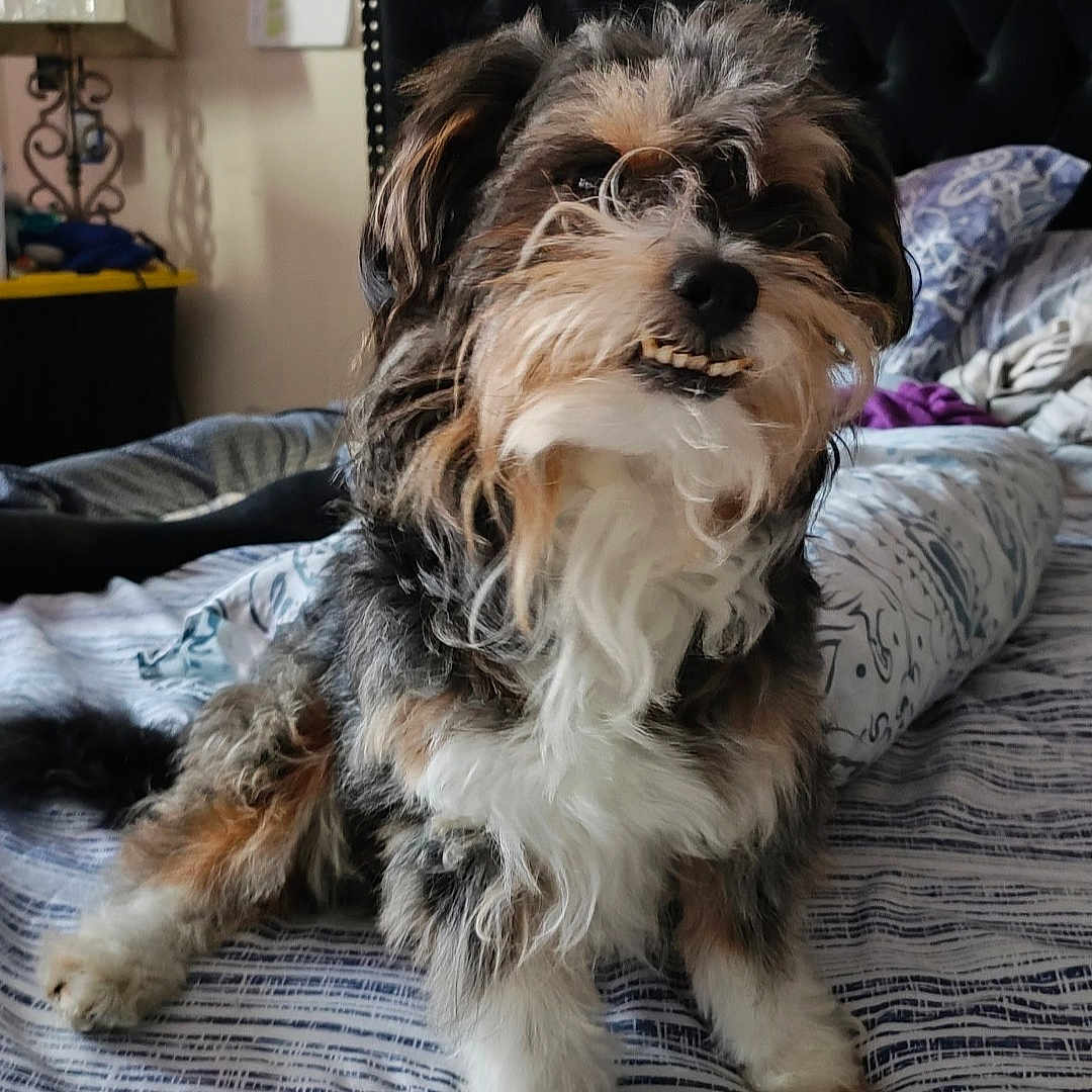 Milo joined the competition — help win amazing prizes! animal, bed, bedroom, canine, companion, cozy, curly_fur, cute, dog, domestic_animal, fur, fur_pattern, furniture, indoor, lamp, pet, pillow, resting, small_dog, smile