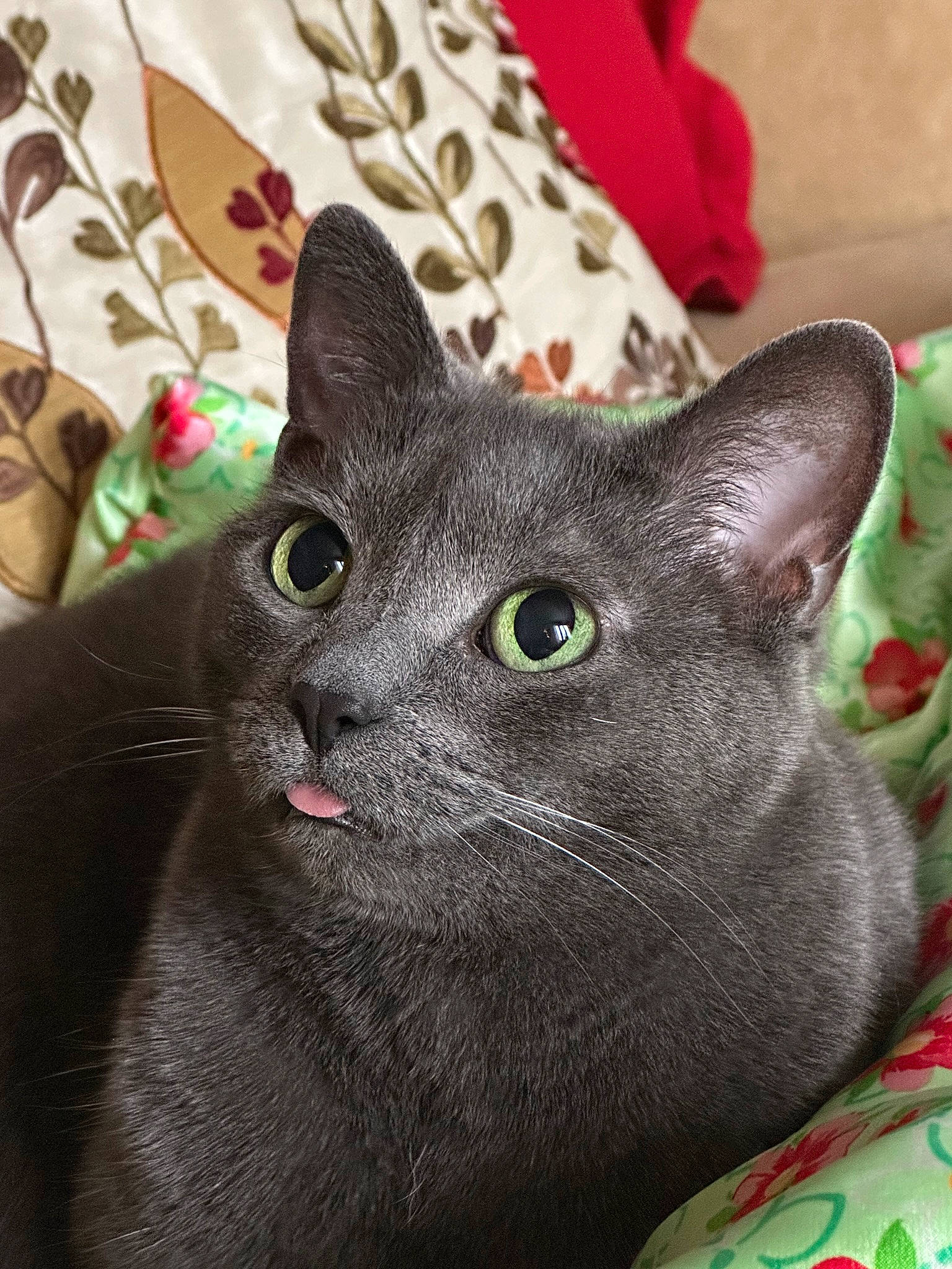 Delilah joined the competition — help win amazing prizes! carnivore, cat, domestic_short_haired_cat, felidae, fur, grey, small_to_medium_sized_cats, snout, whiskers