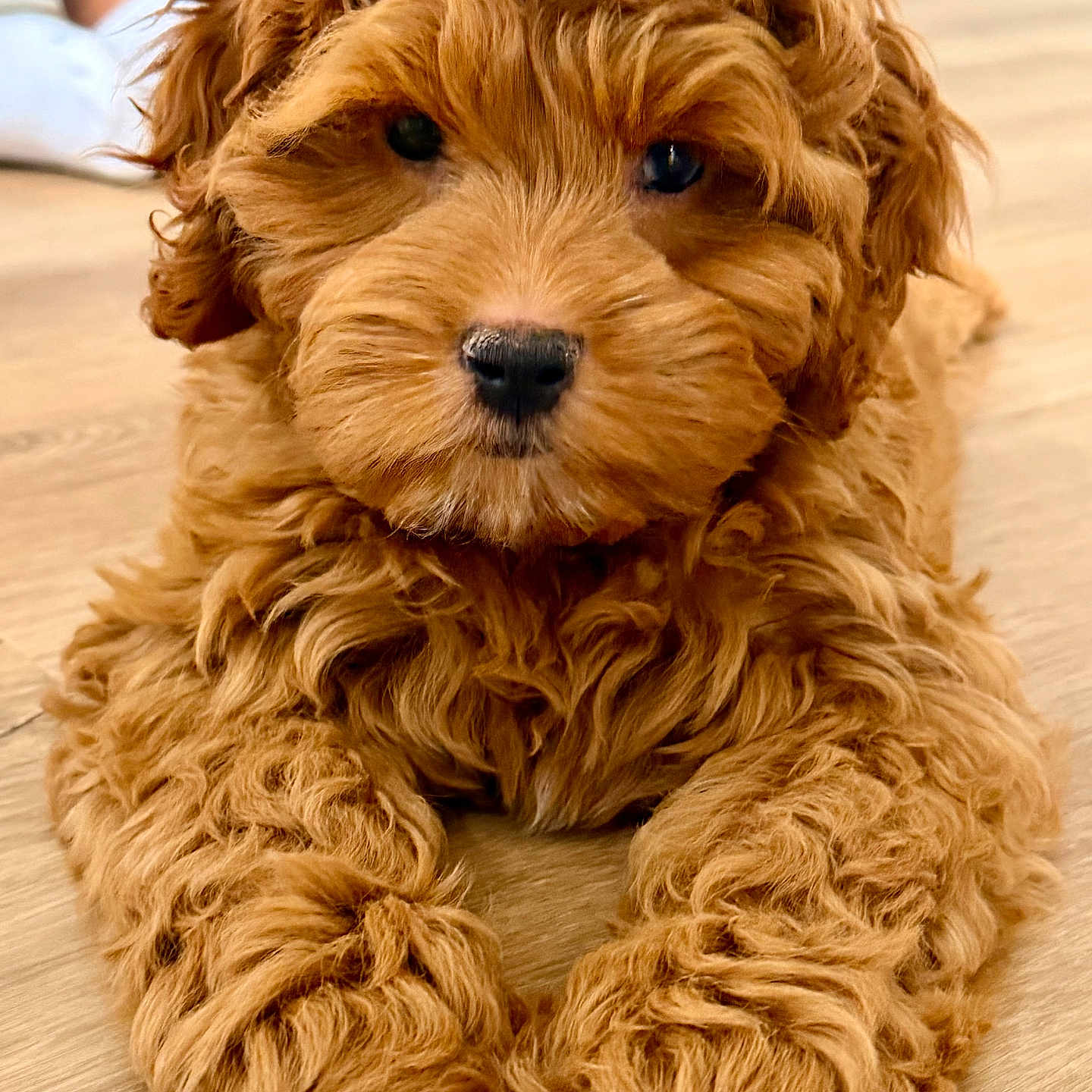 Milo is registered to the contest to win money with this photo: puppy, dog, curly_fur, brown, floor, wooden_floor, pet, cute, animal, lying_down, close_up, adorable, fluffy, young_dog, indoor, portrait, furry, face, nose, paw