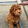 Milo joined the competition — help win amazing prizes! puppy, dog, curly_fur, brown_fur, leash, blue_leash, outdoor, concrete, driveway, pet, animal, cute, sitting, young_dog, fur, adorable, domestic_animal, companion, canine, portrait