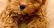 Milo is registered to the contest to win money with this photo: puppy, dog, curly_fur, brown_fur, close_up, pet, cute, animal, laying_down, wooden_floor, adorable, fluffy, portrait, young_dog, domestic_animal, fur_texture, looking_at_camera, small_dog, indoors, friendly