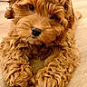 puppy, dog, curly_fur, brown_fur, close_up, pet, cute, animal, laying_down, wooden_floor, adorable, fluffy, portrait, young_dog, domestic_animal, fur_texture, looking_at_camera, small_dog, indoors, friendly
